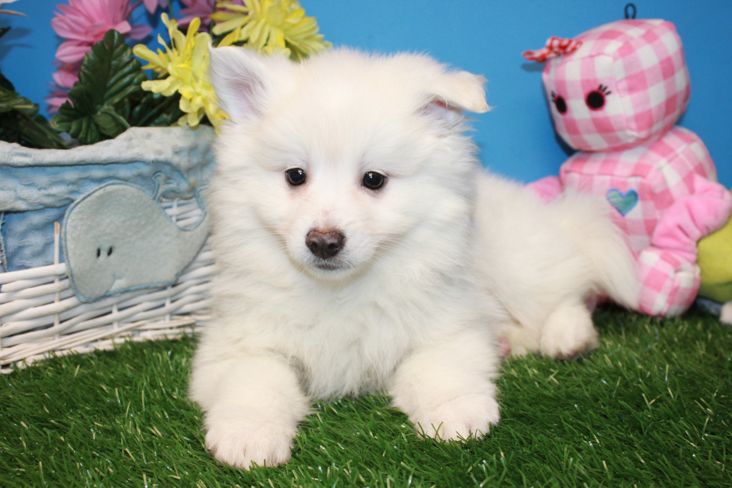 Pomimo Puppies For Sale - Long Island Puppies