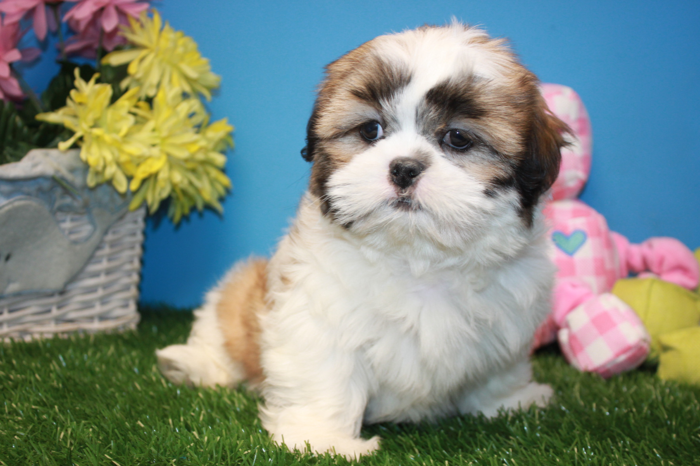 Shih-Tzu Puppies For Sale - Long Island Puppies