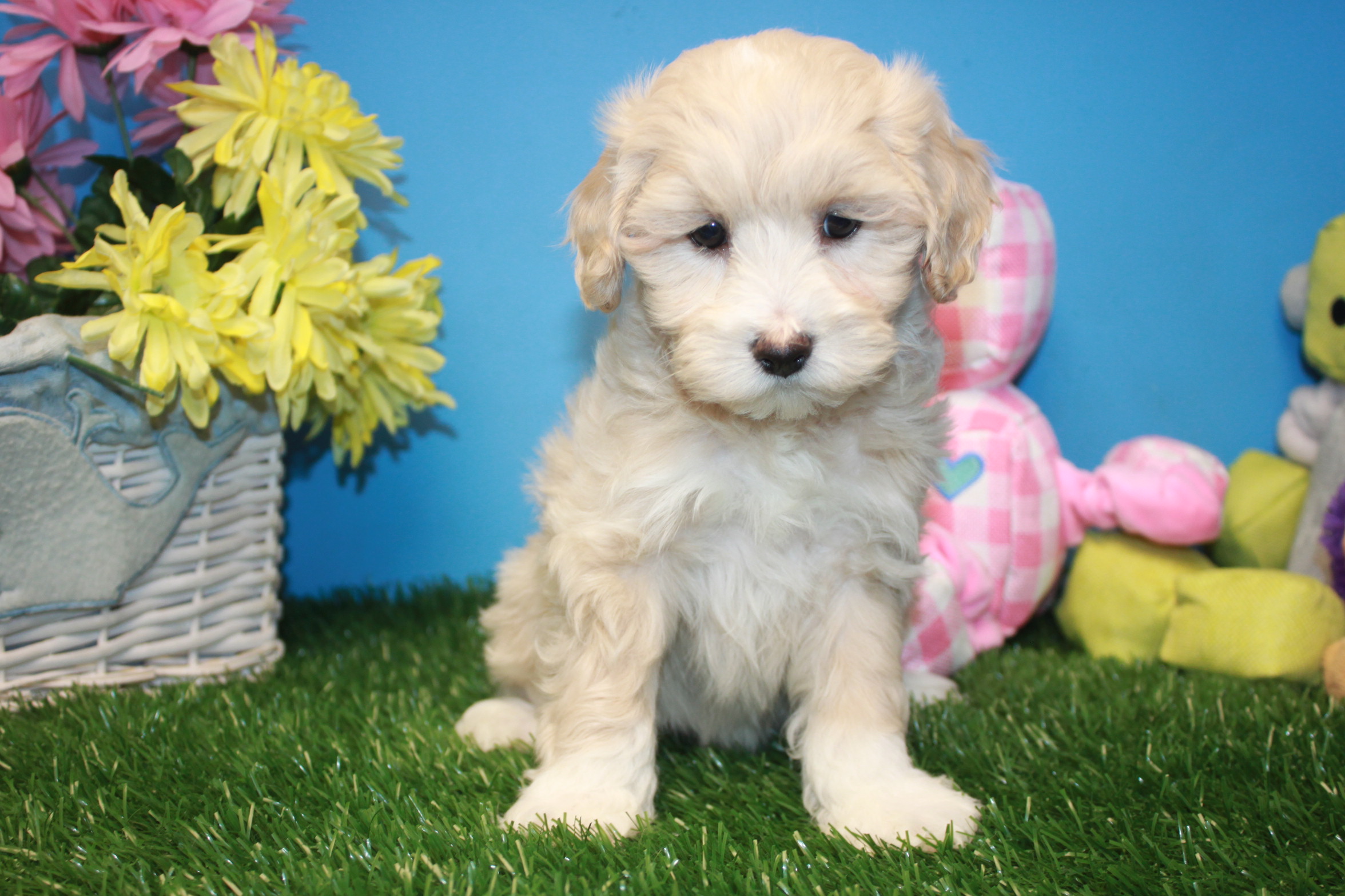 Mini Goldendoodle Puppies For Sale Long Island Puppies