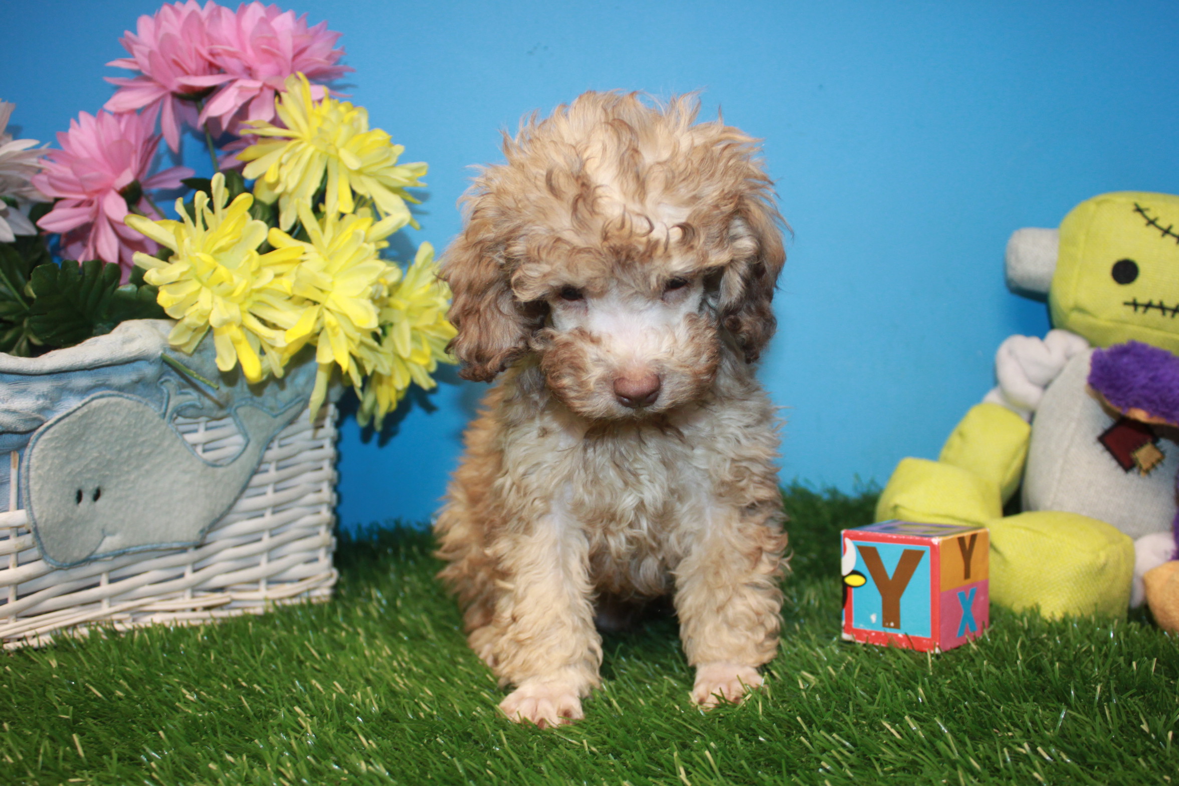 Poodle Puppies For Sale - Long Island Puppies