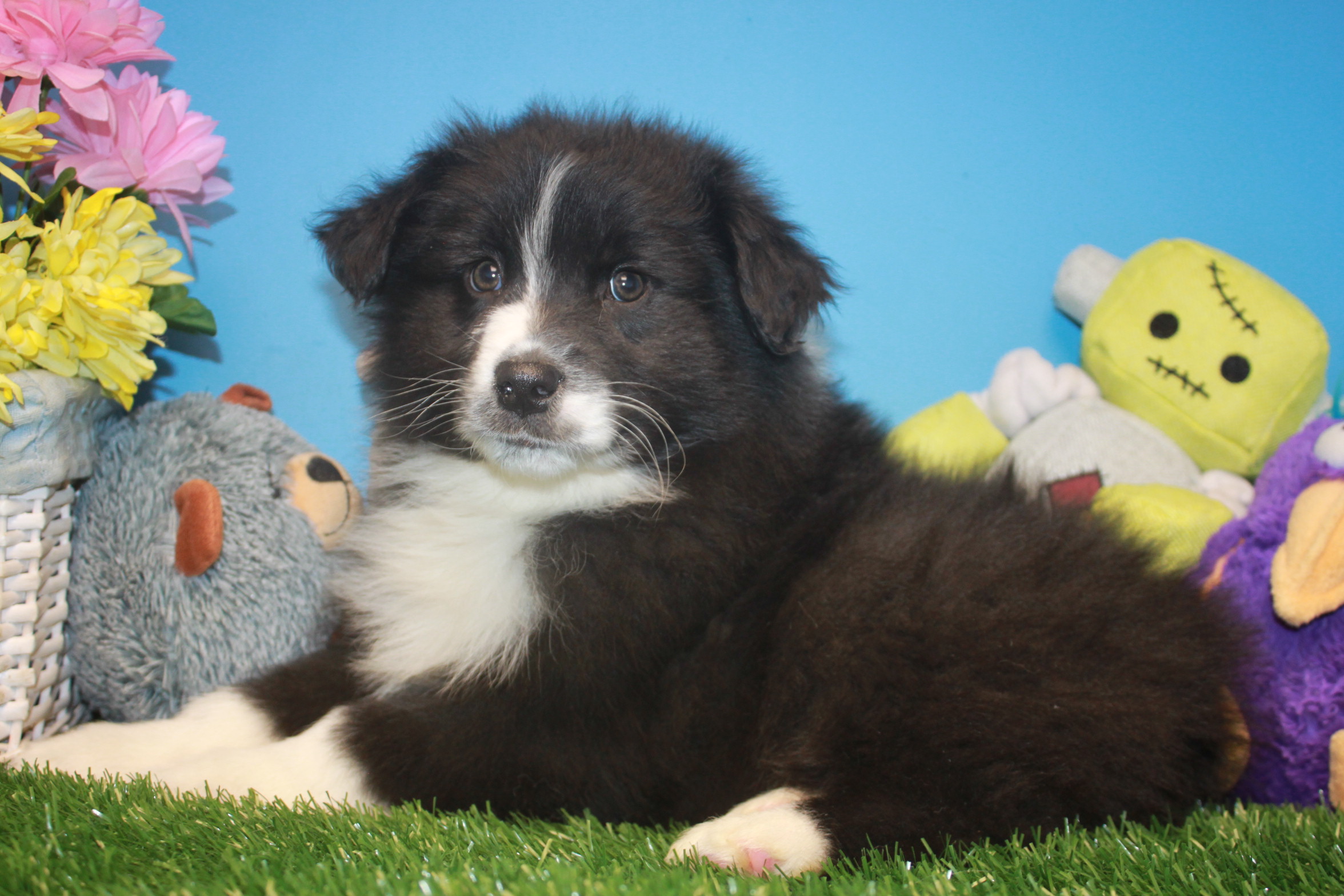 Australian Shepherd Puppies For Sale - Long Island Puppies