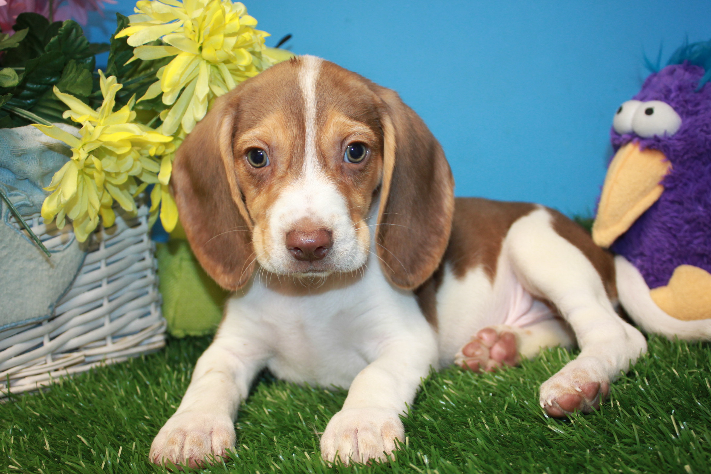 Beagle Puppies For Sale - Long Island Puppies