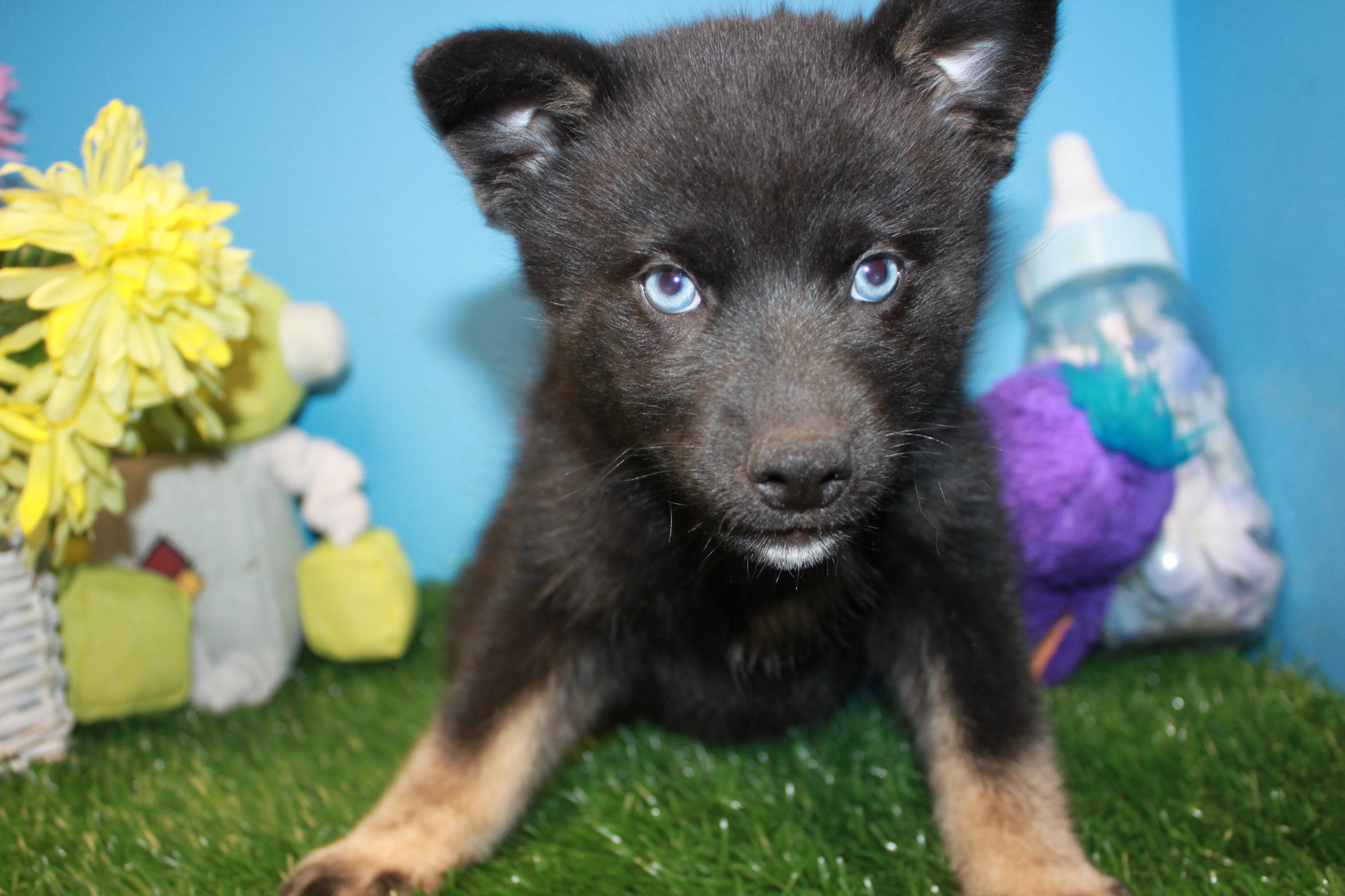 Pomsky Puppies For Sale - Long Island Puppies