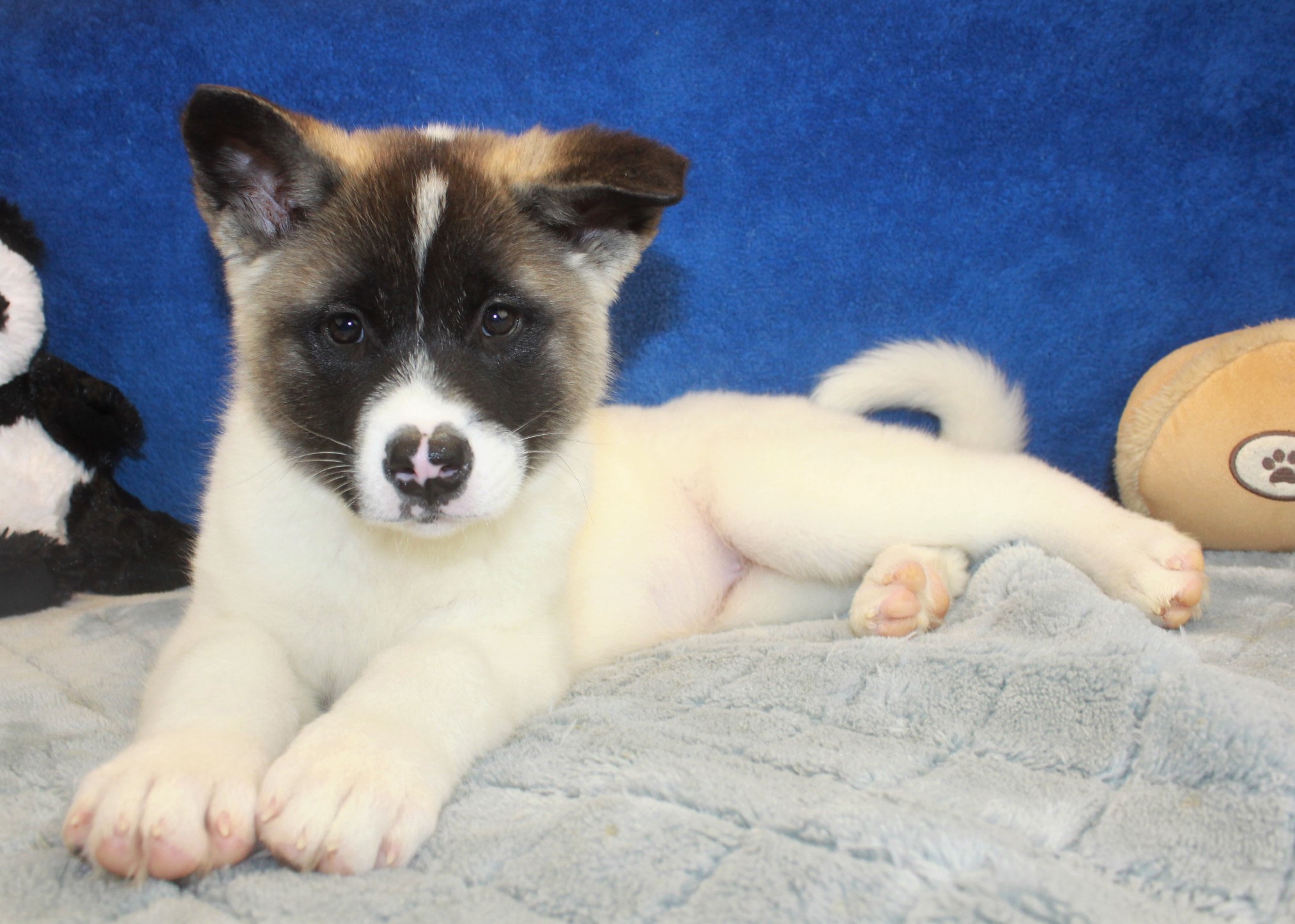 Akita Puppies For Sale - Long Island Puppies