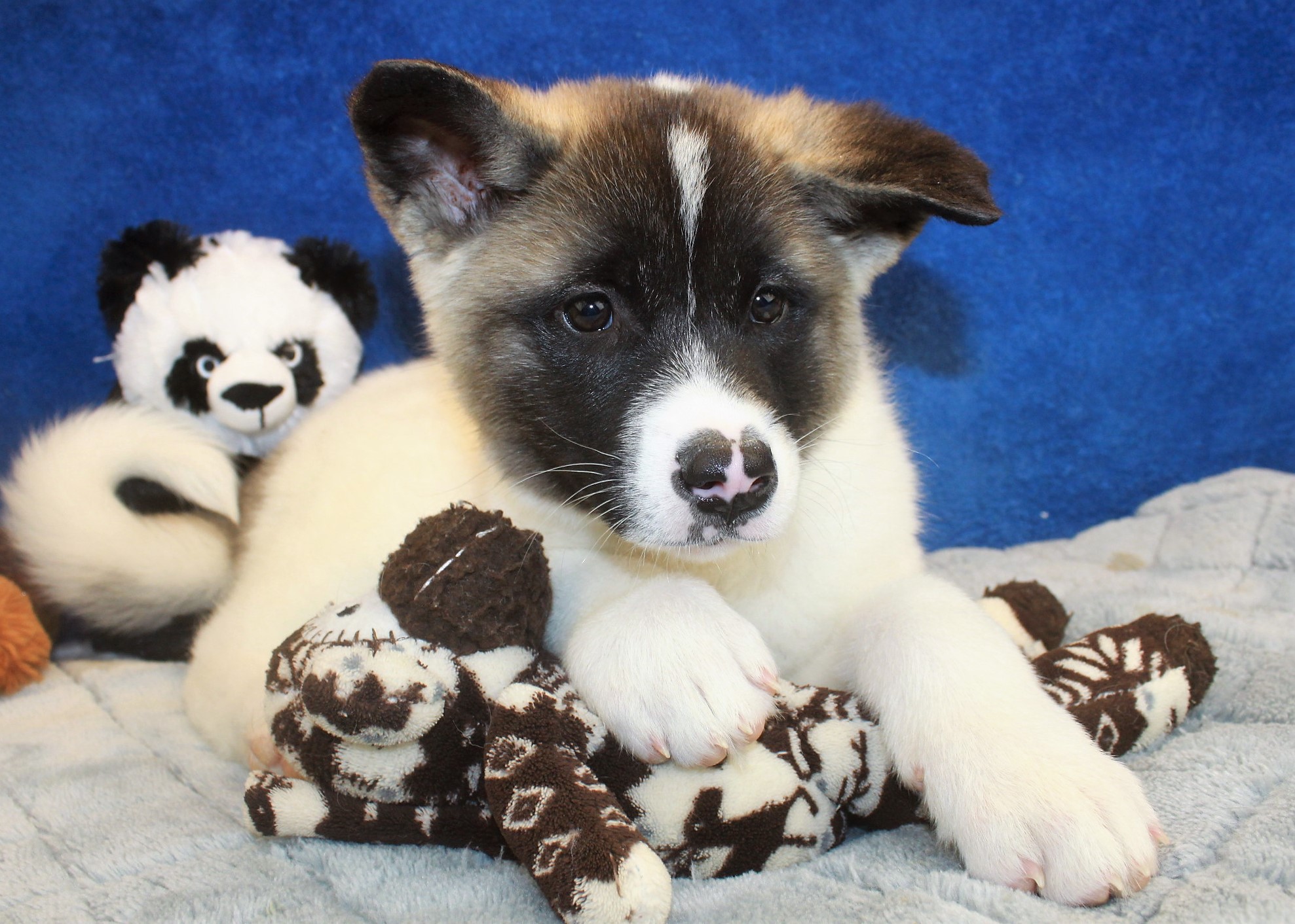 Akita Puppies For Sale - Long Island Puppies