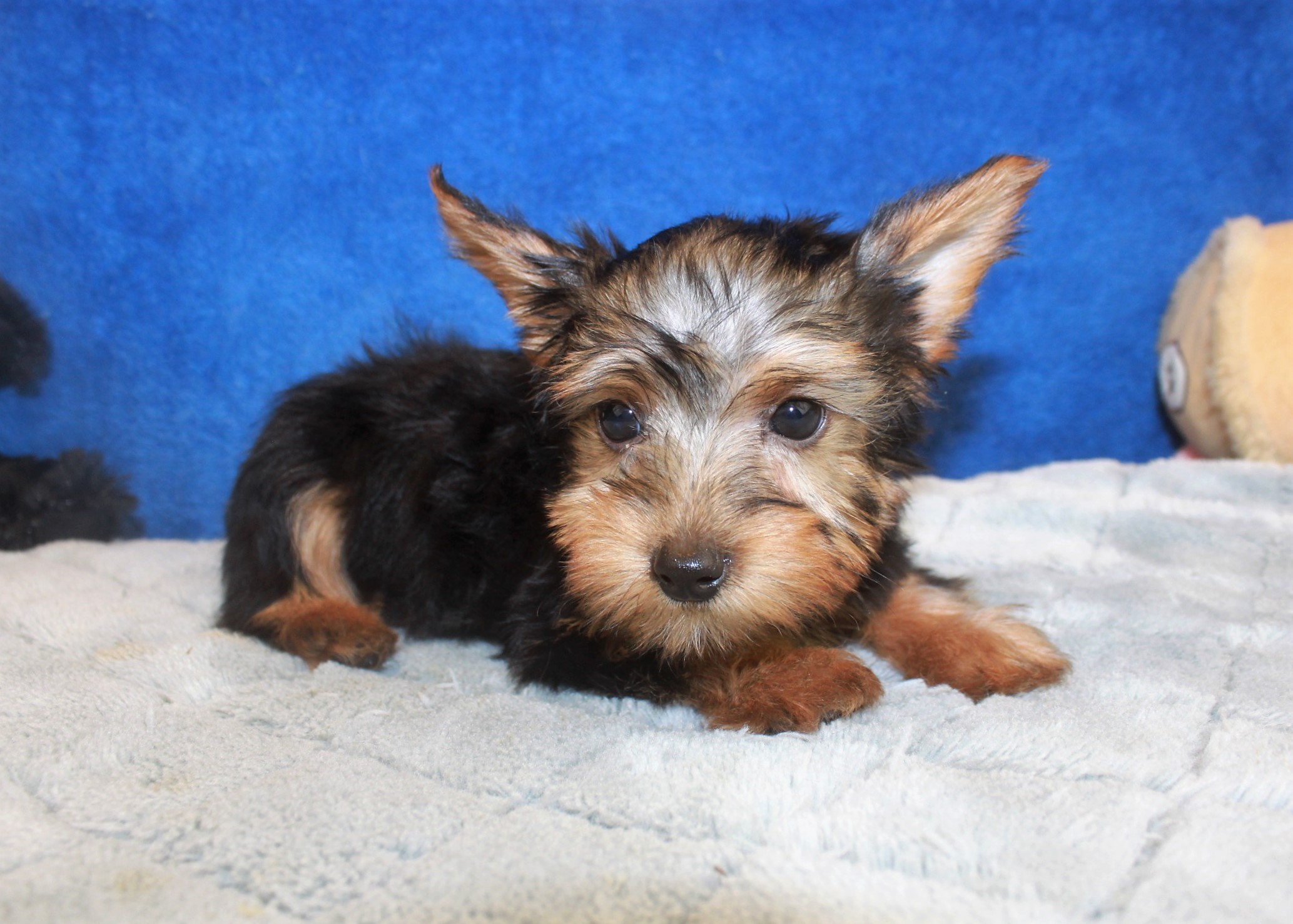 Silky Terrier Puppies For Sale - Long Island Puppies