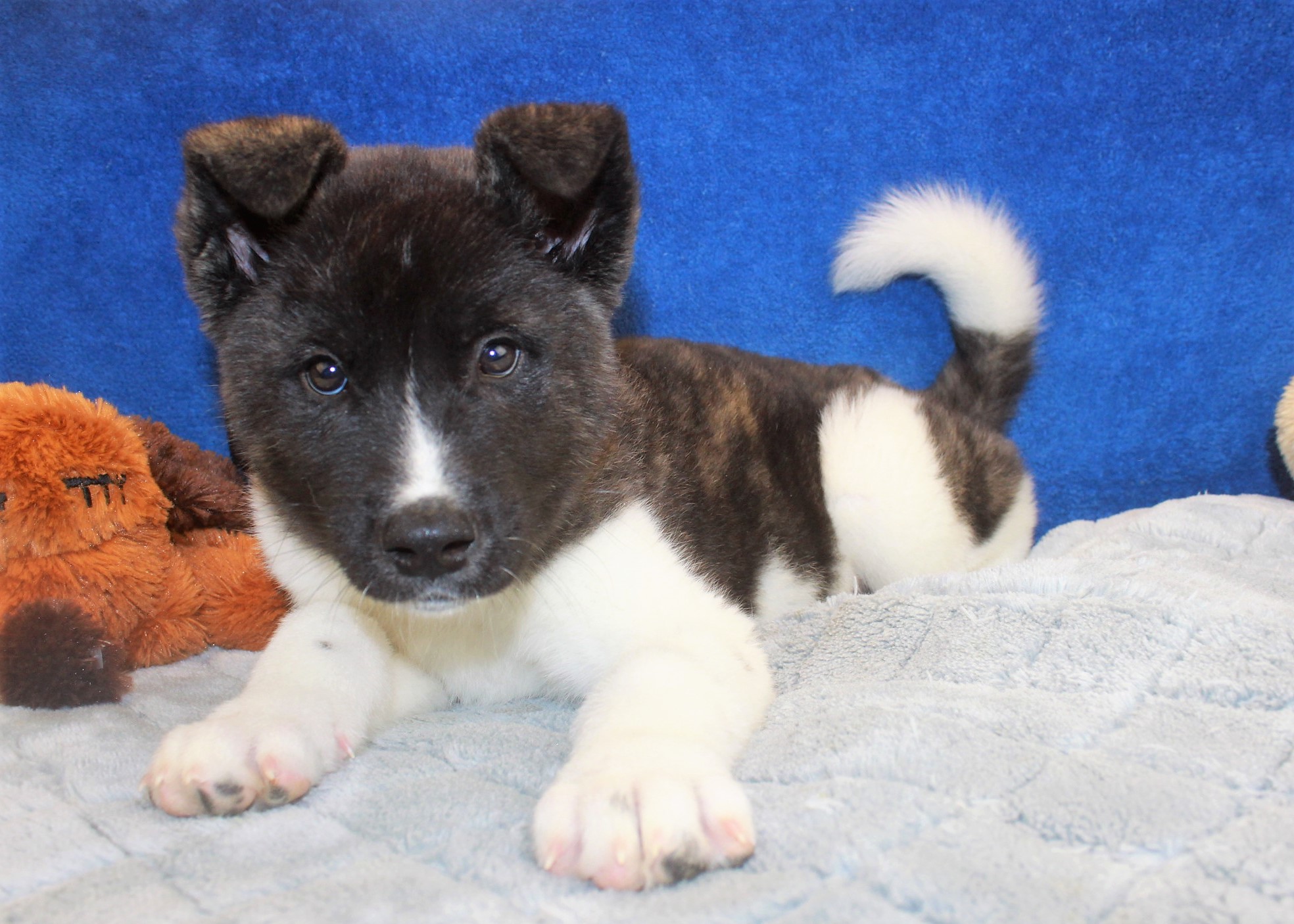 Akita Puppies For Sale - Long Island Puppies