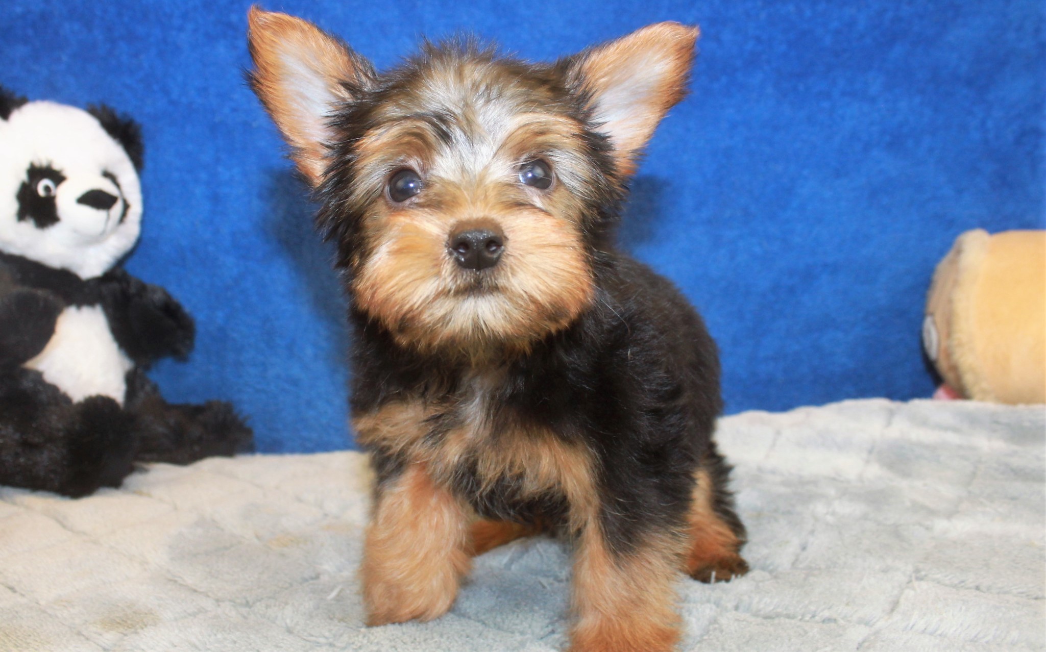 Silky Terrier Puppies For Sale - Long Island Puppies