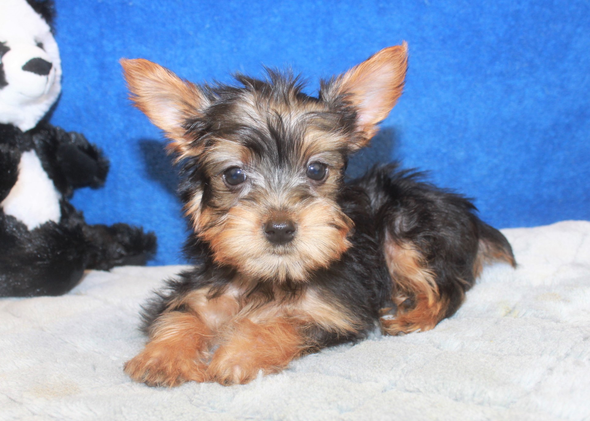 Silky Terrier Puppies For Sale - Long Island Puppies