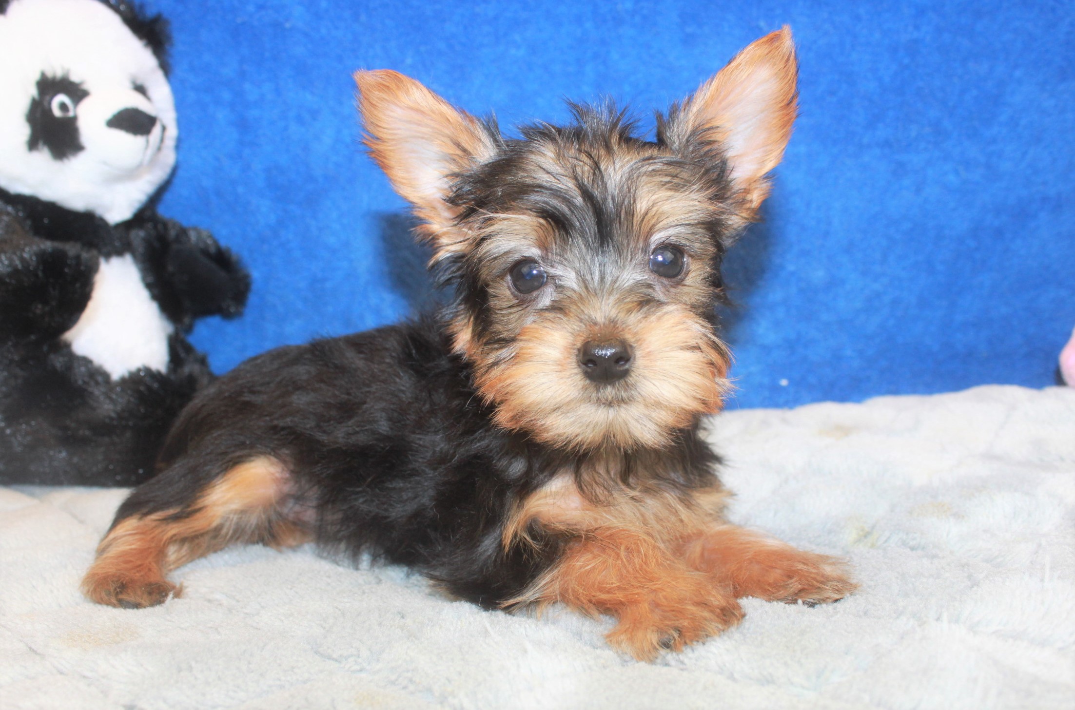 Silky Terrier Puppies For Sale - Long Island Puppies