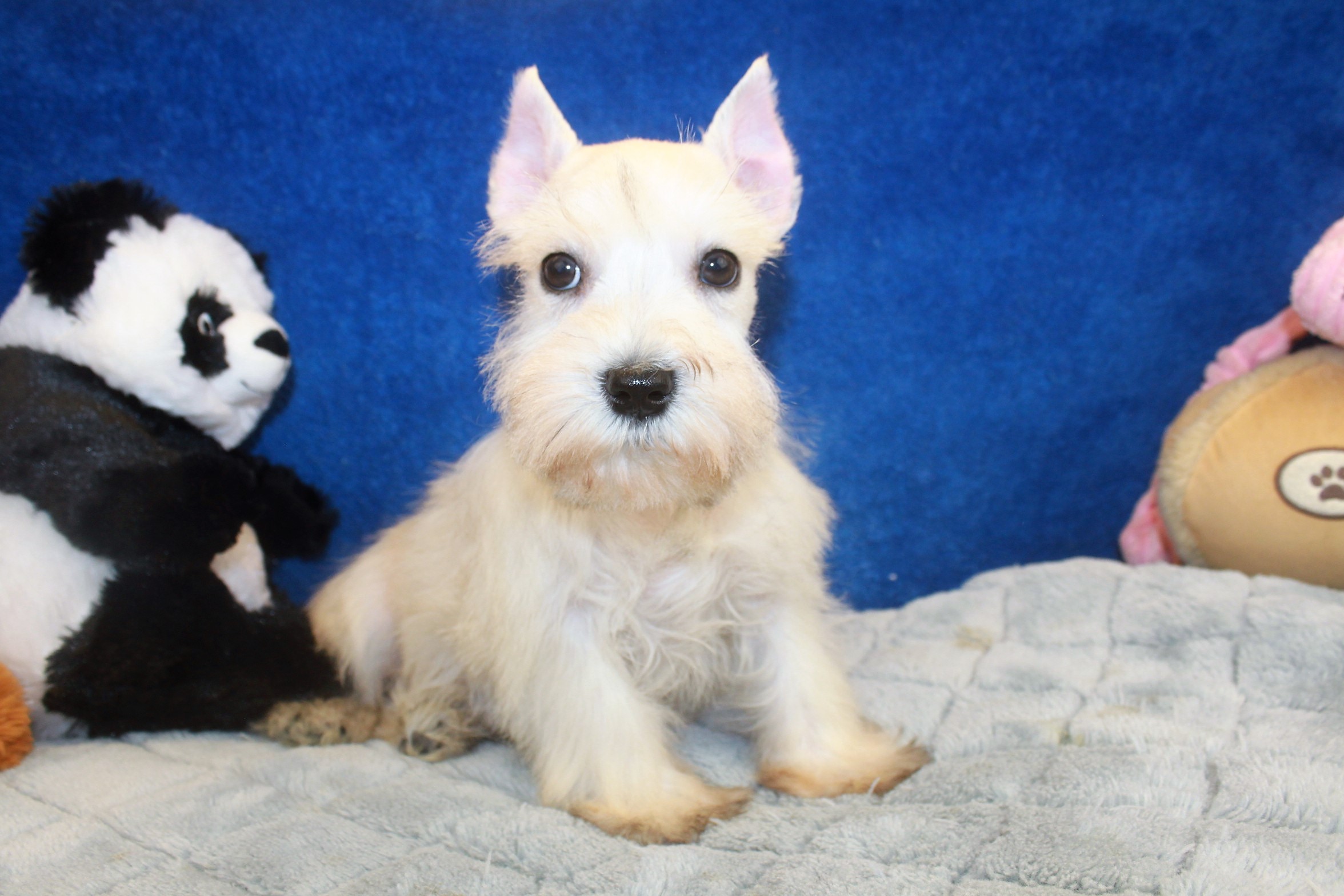 Miniature Schnauzer Puppies For Sale - Long Island Puppies