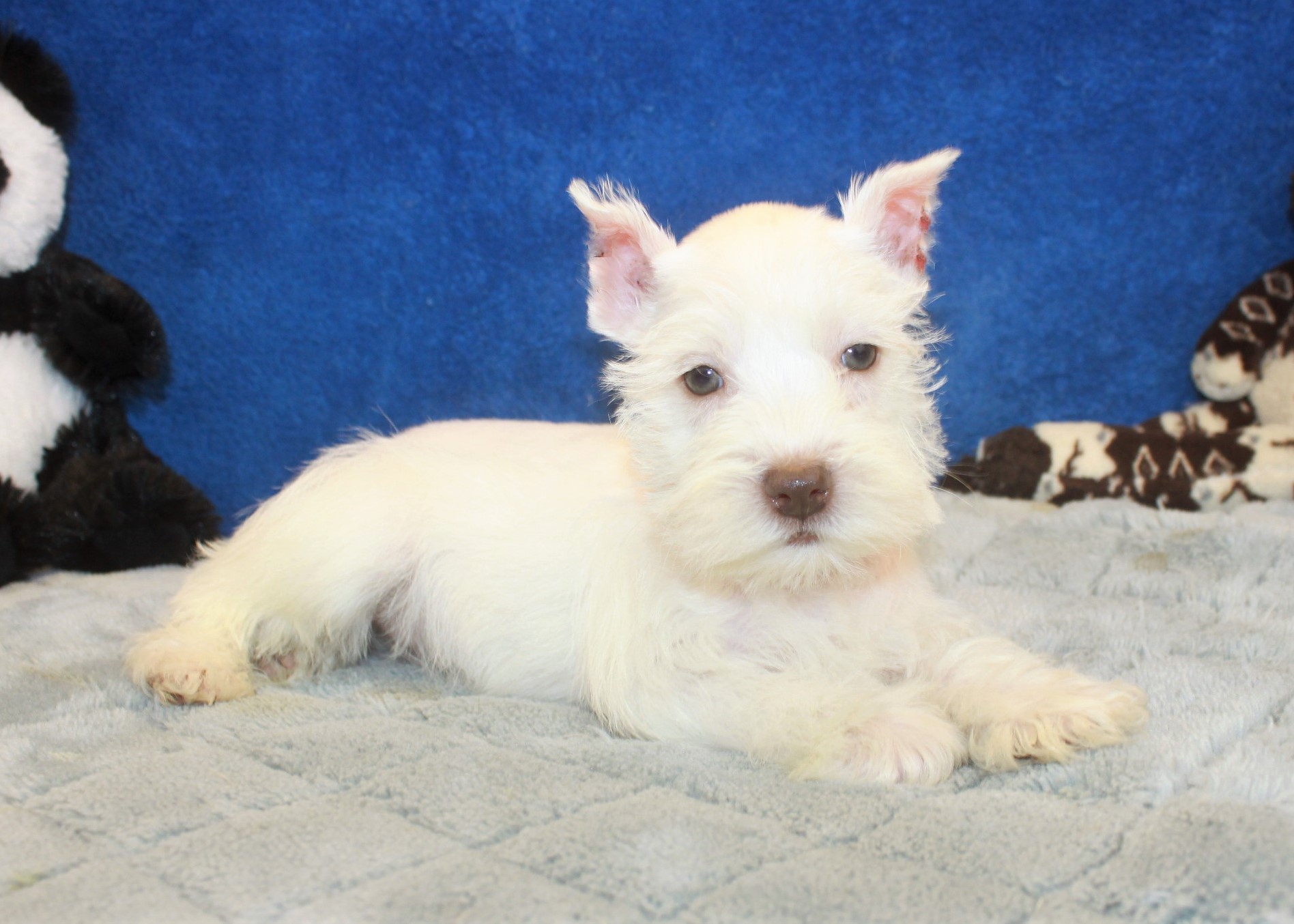 Miniature Schnauzer Puppies For Sale - Long Island Puppies