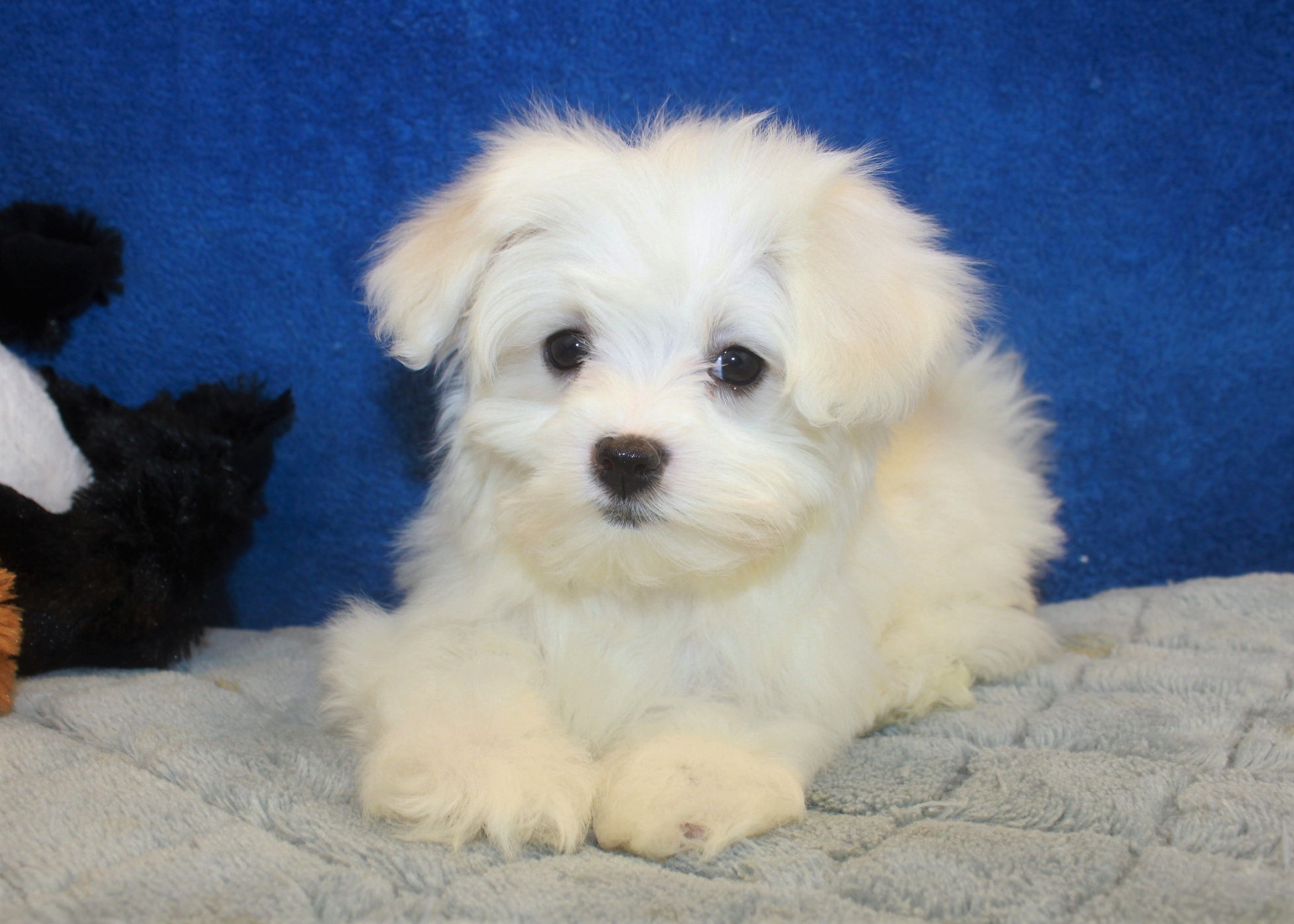 Maltese Puppies For Sale - Long Island Puppies