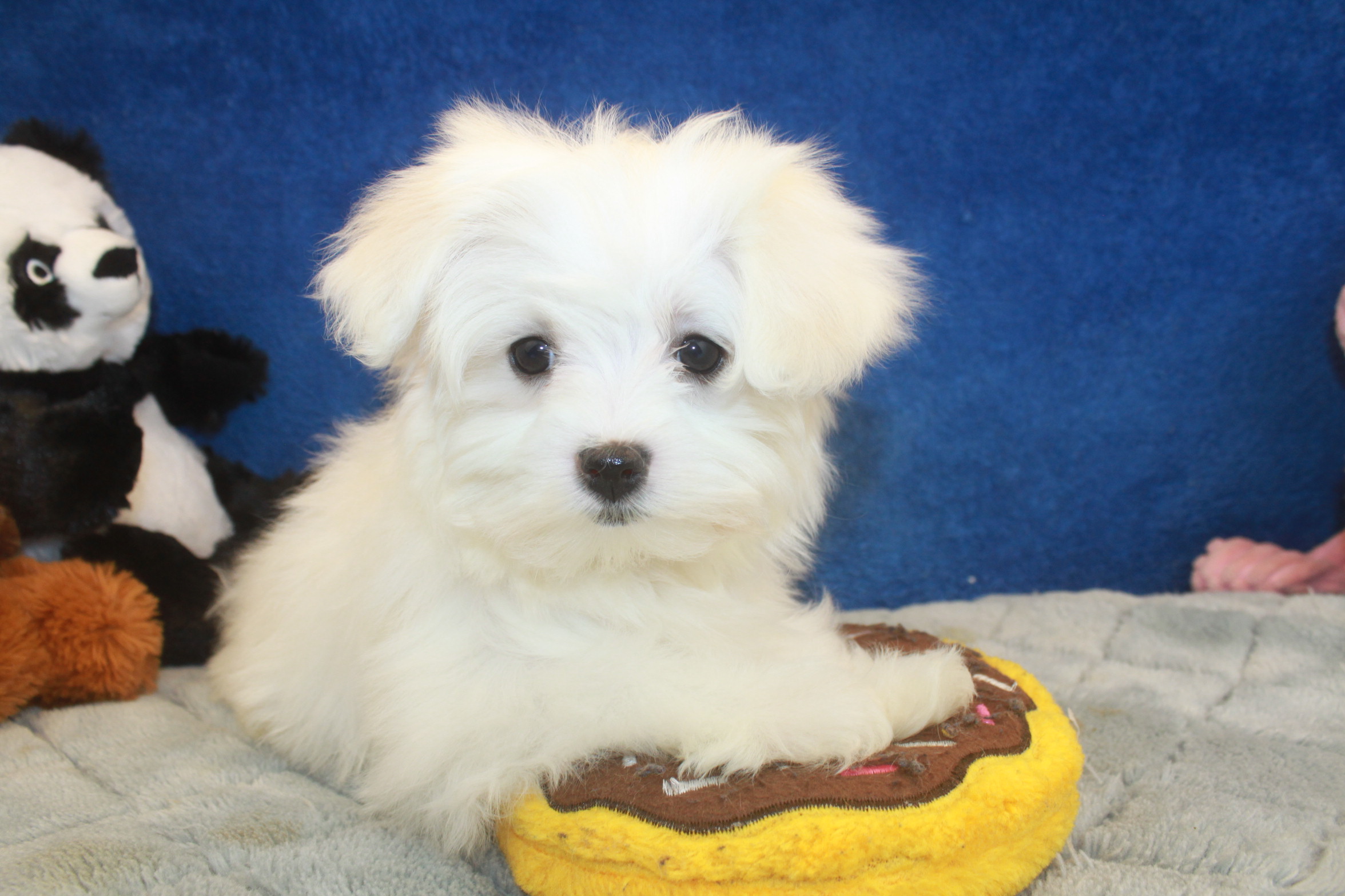 Maltese Puppies For Sale - Long Island Puppies