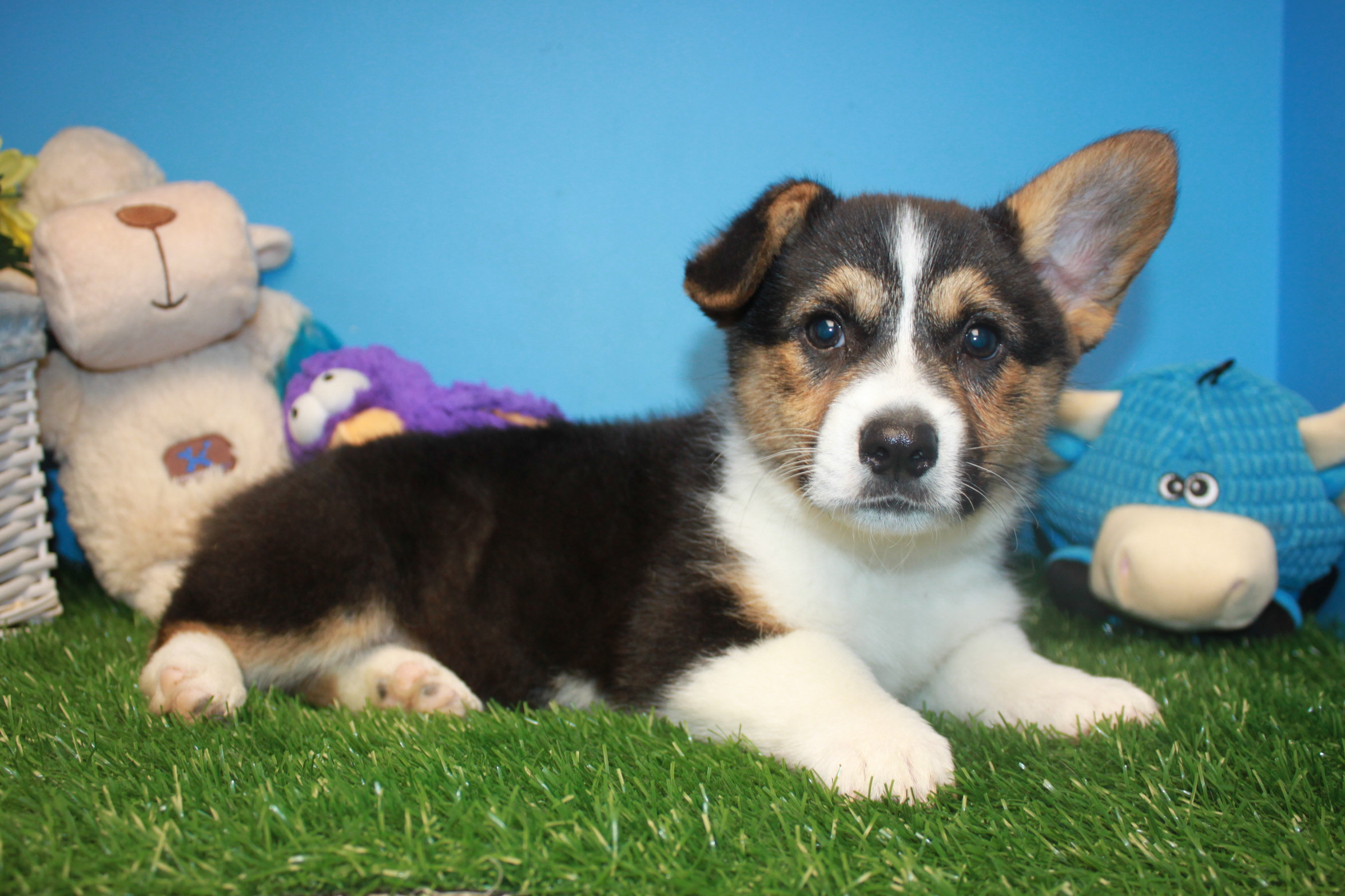 Pembroke Welsh Corgi Puppies For Sale - Long Island Puppies