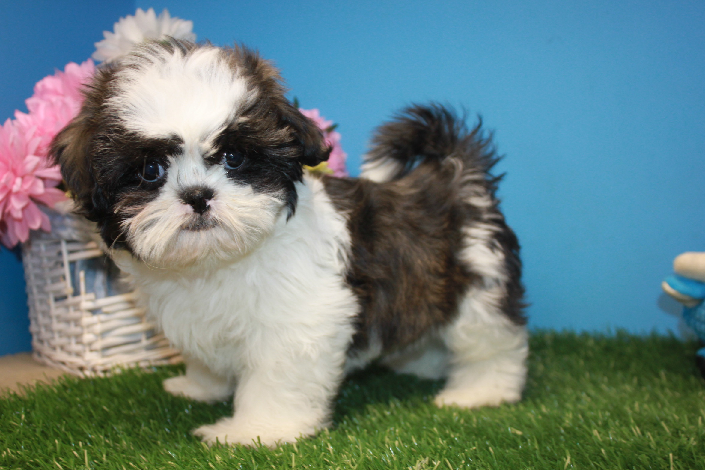 Shih-Tzu Puppies For Sale - Long Island Puppies