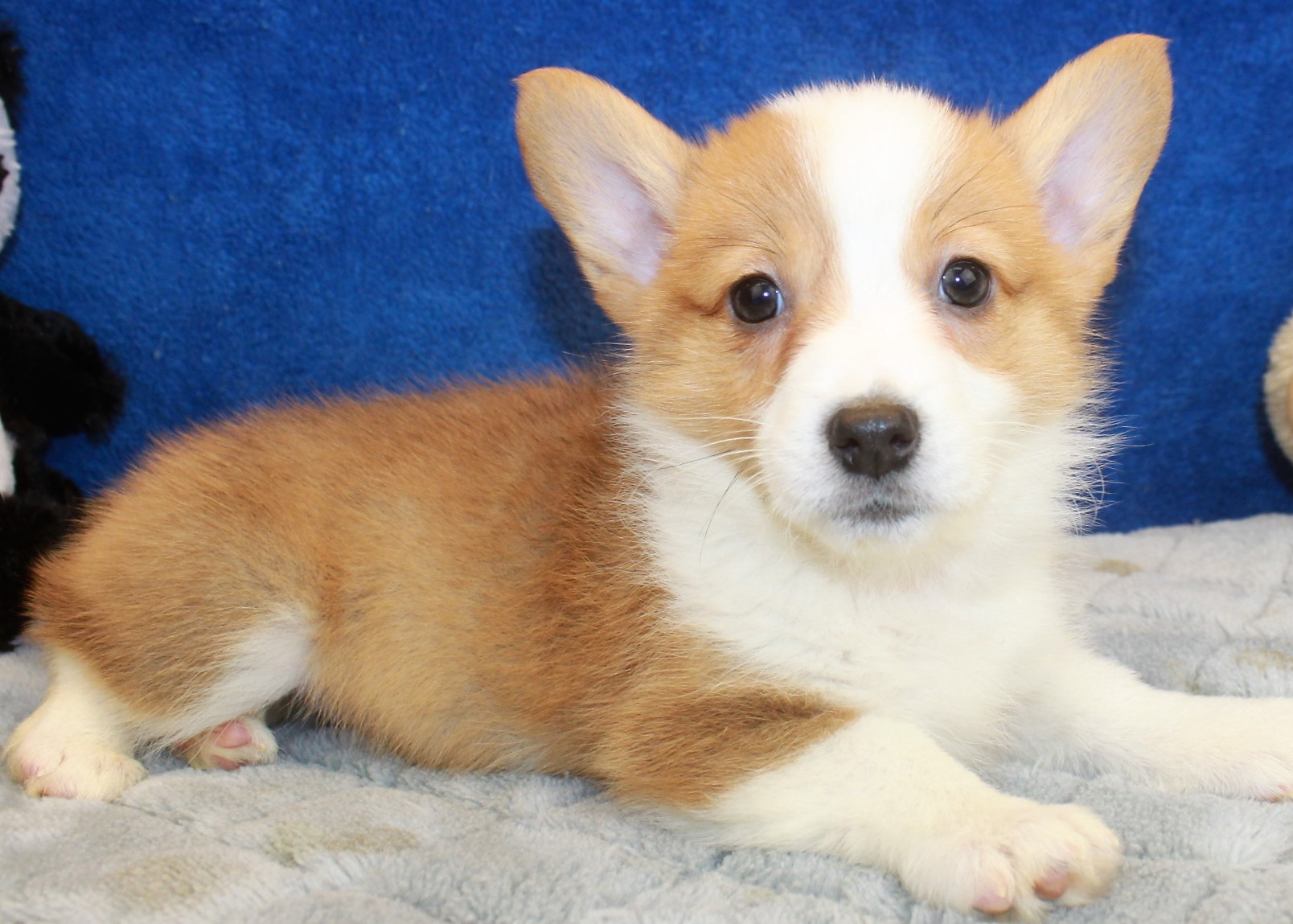 Pembroke Welsh Corgi Puppies For Sale - Long Island Puppies