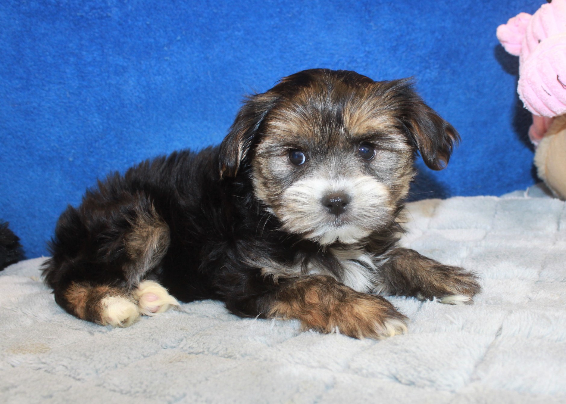 Shorkie Puppies For Sale - Long Island Puppies