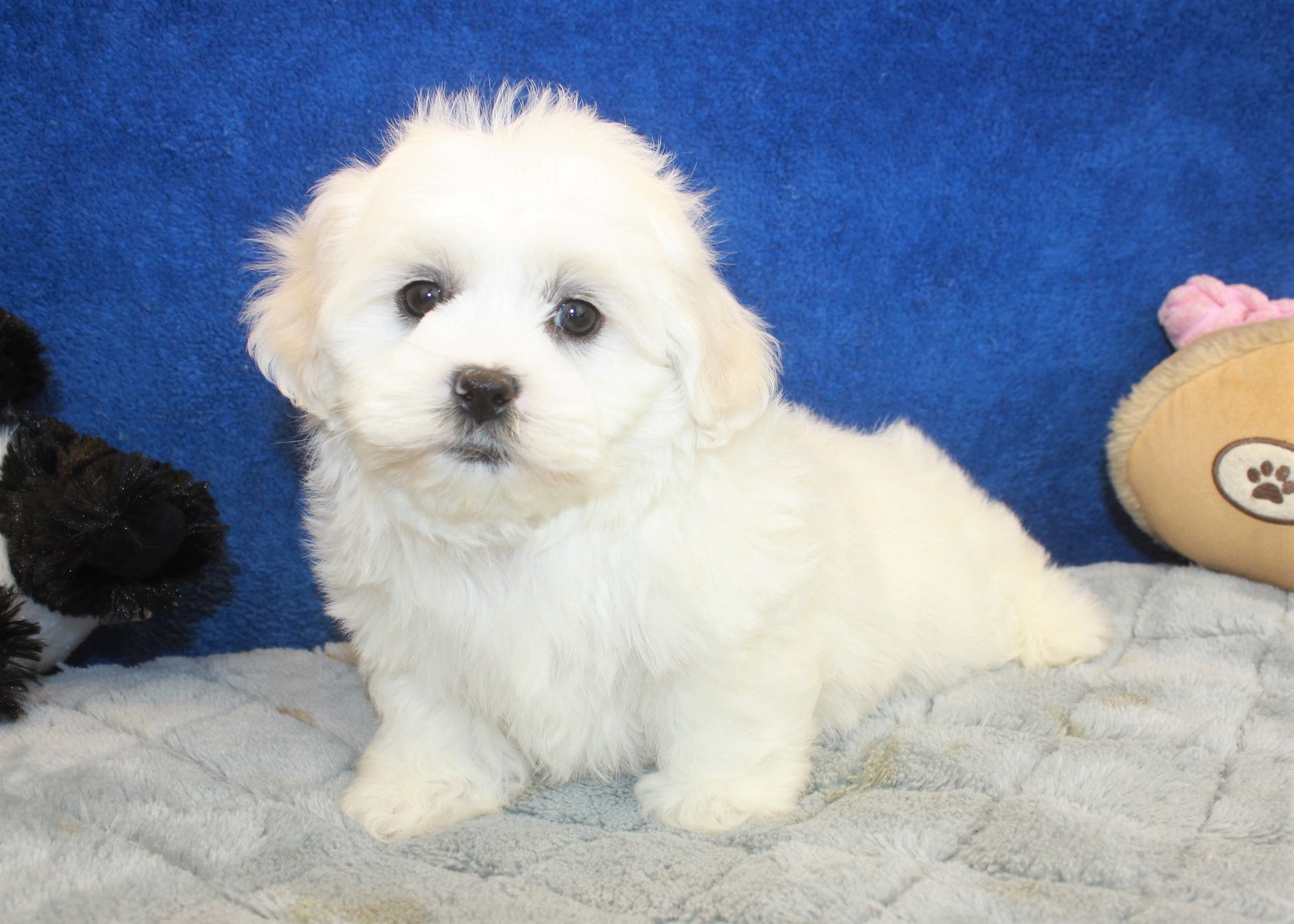 Teddy Bear Puppies For Sale - Long Island Puppies