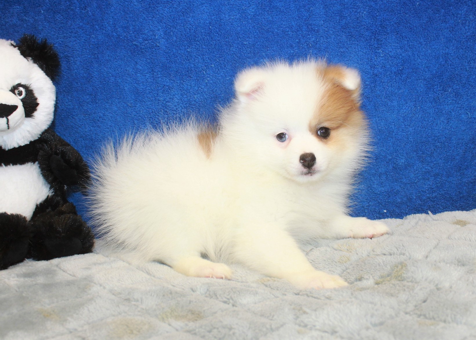 Pomeranian Puppies For Sale - Long Island Puppies