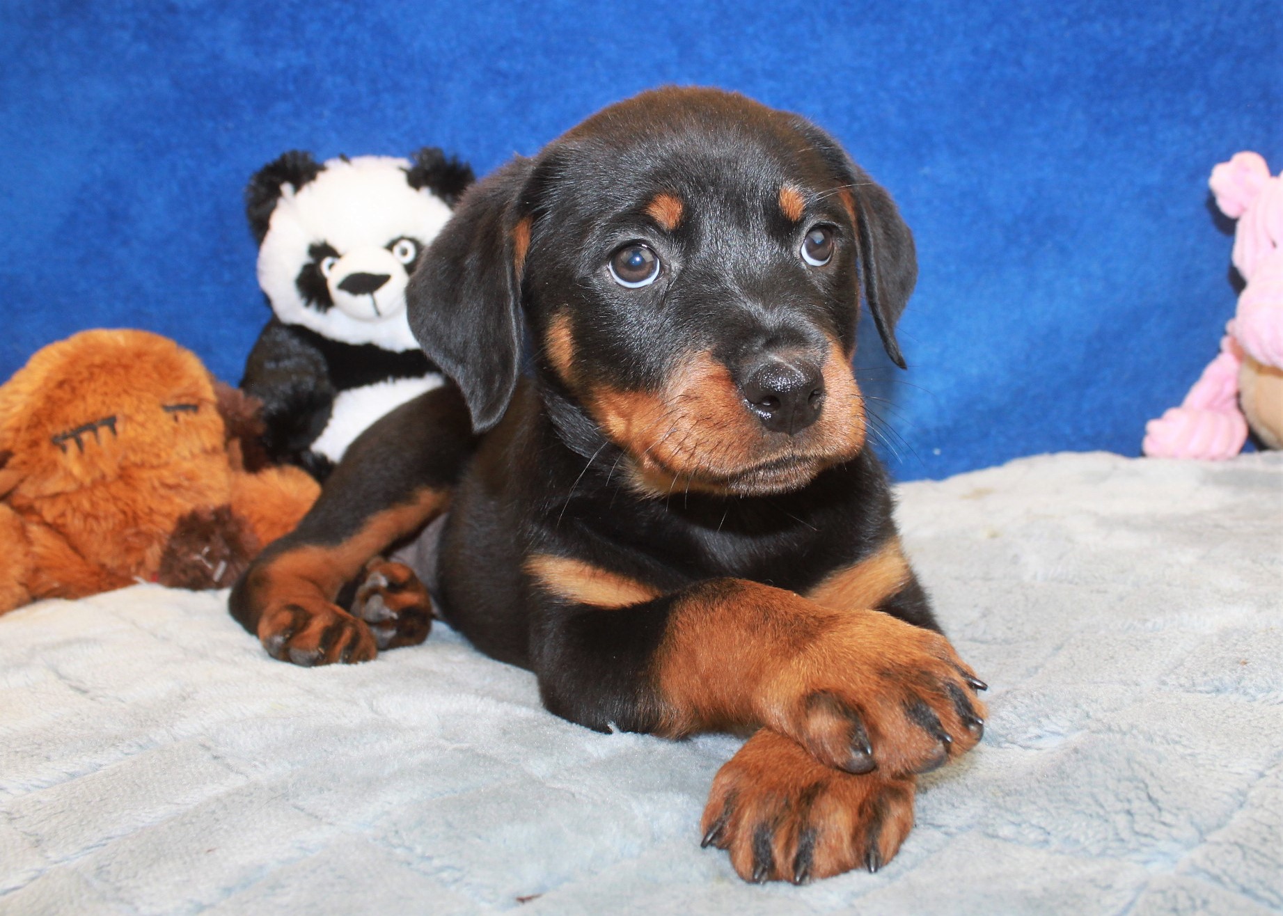 Rottweiler Puppies For Sale - Long Island Puppies