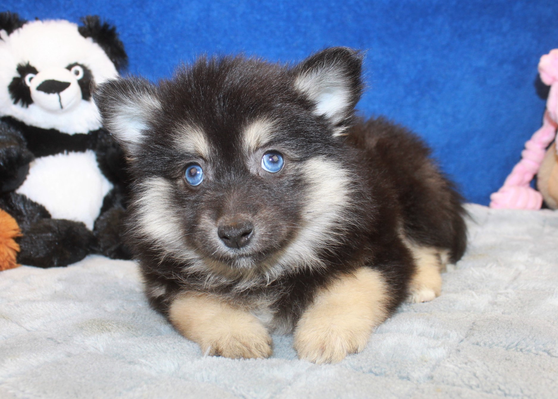 Pomsky Puppies For Sale - Long Island Puppies