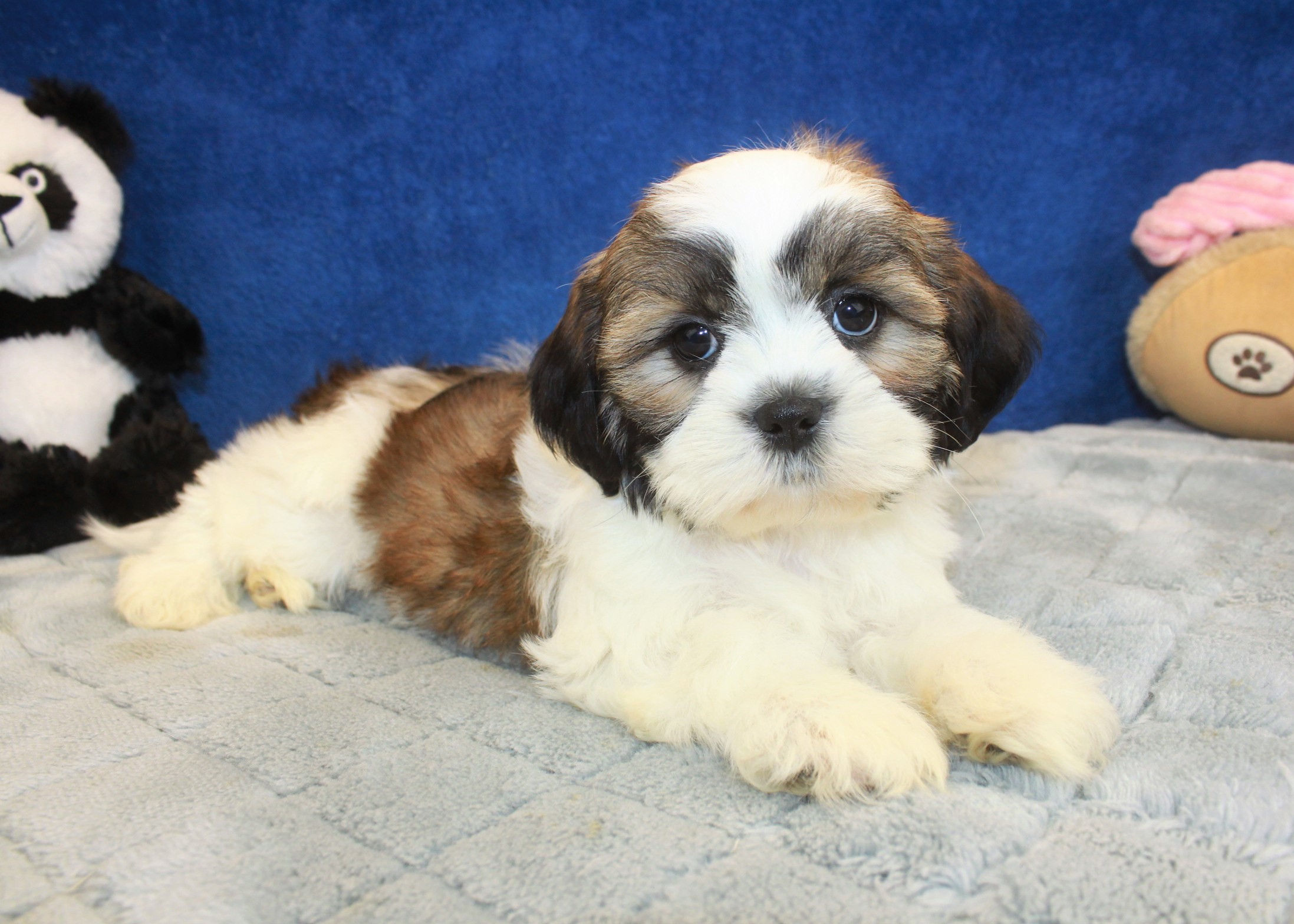 Shih-Tzu Puppies For Sale - Long Island Puppies