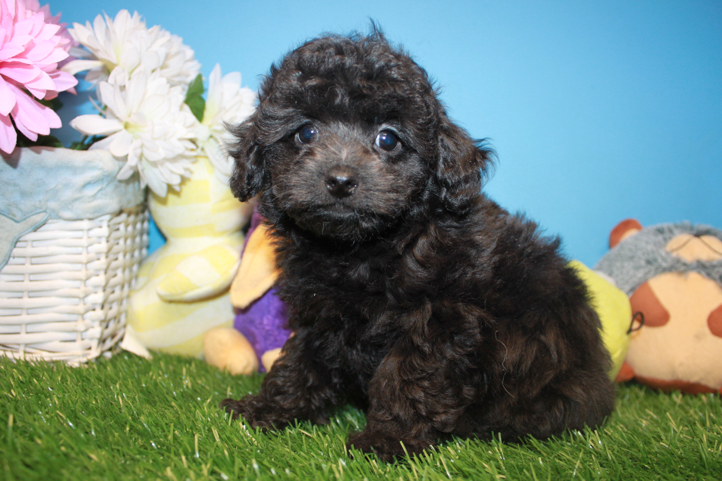 Poodle Puppies For Sale - Long Island Puppies