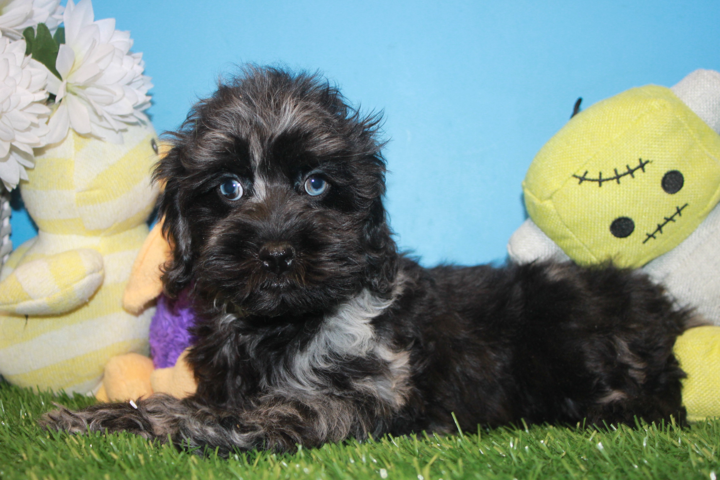 Cock-a-poo Puppies For Sale - Long Island Puppies