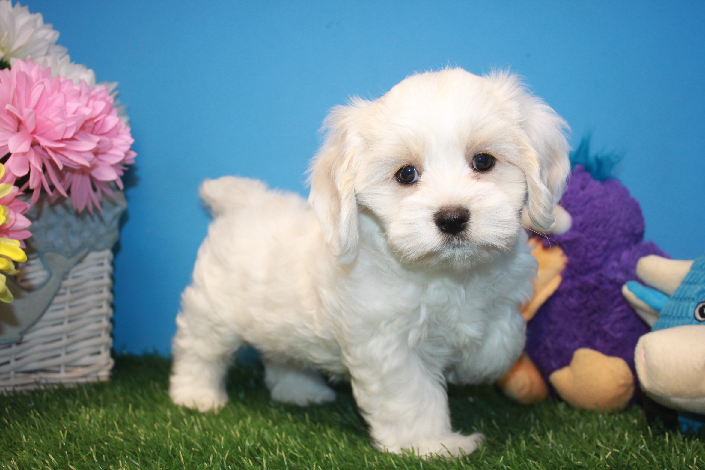 Cock-a-poo Puppies For Sale - Long Island Puppies