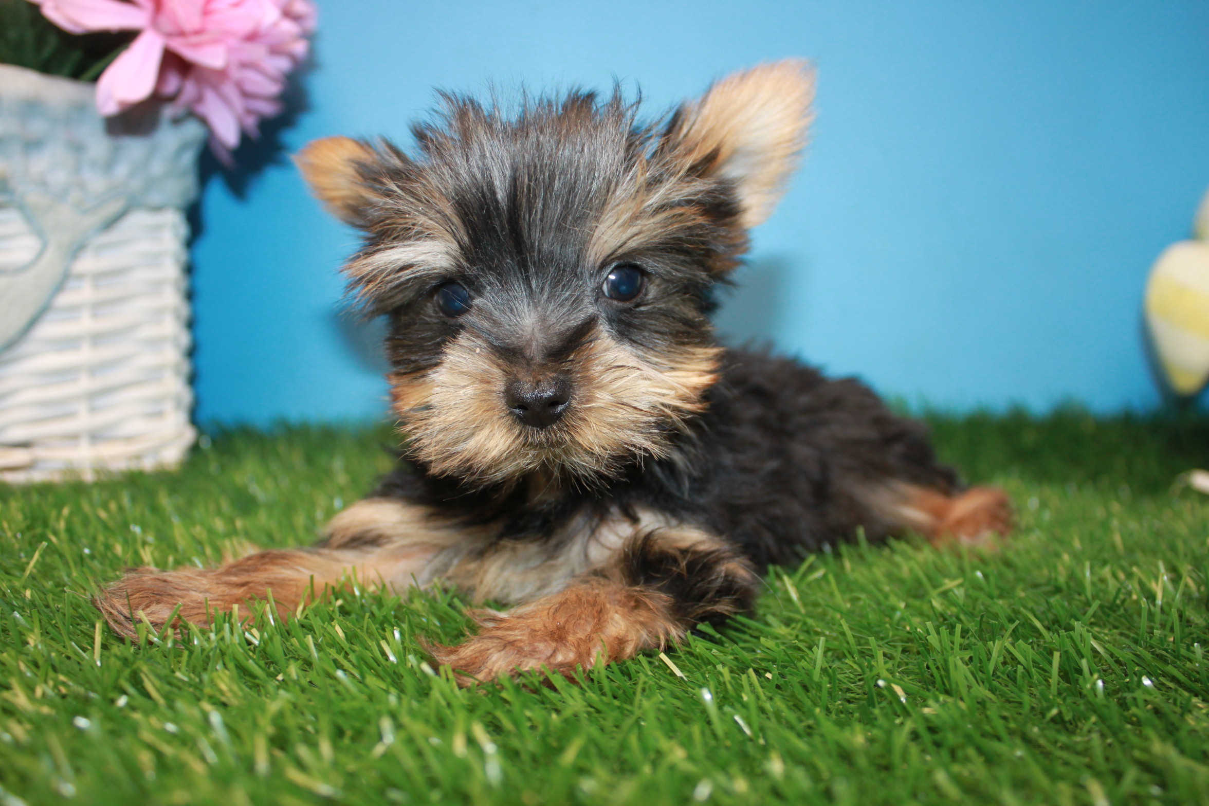 Yorkshire Terrier Puppies For Sale - Long Island Puppies