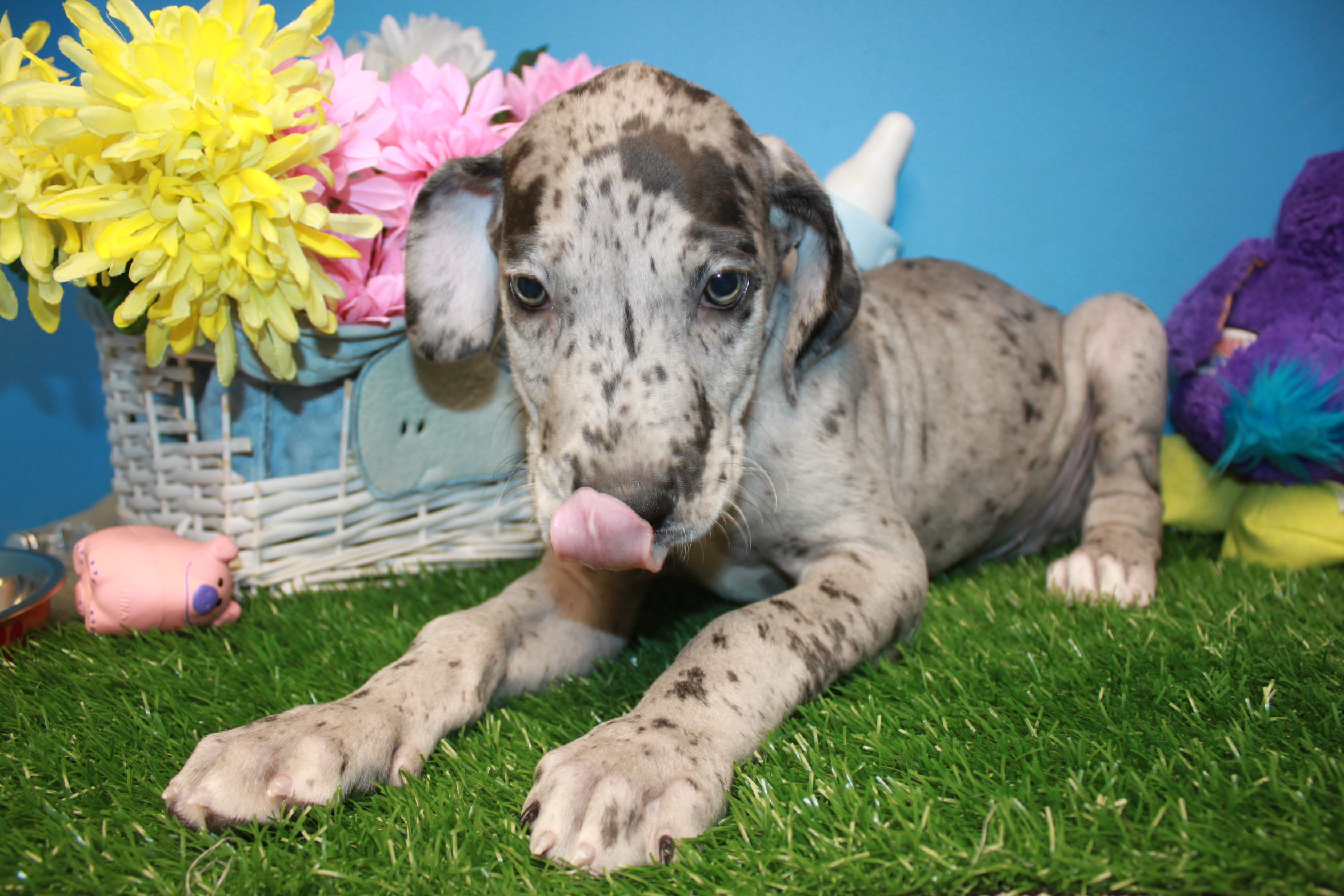 Great Dane Puppies For Sale - Long Island Puppies