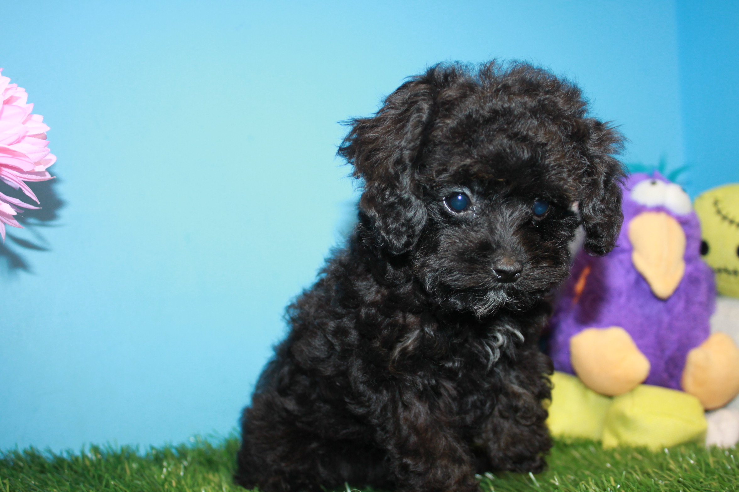 Poodle Puppies For Sale - Long Island Puppies