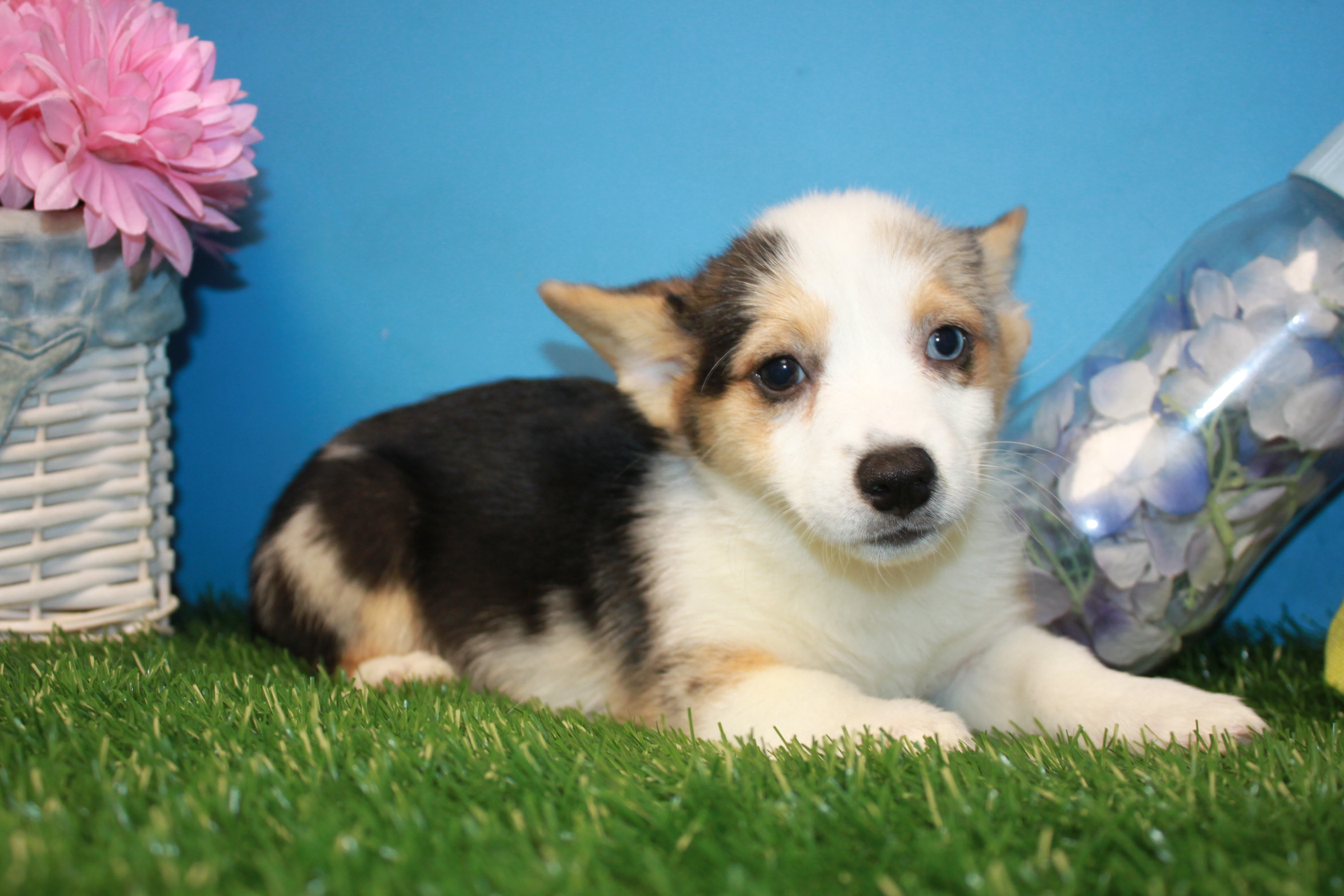 Pembroke Welsh Corgi Puppies For Sale - Long Island Puppies