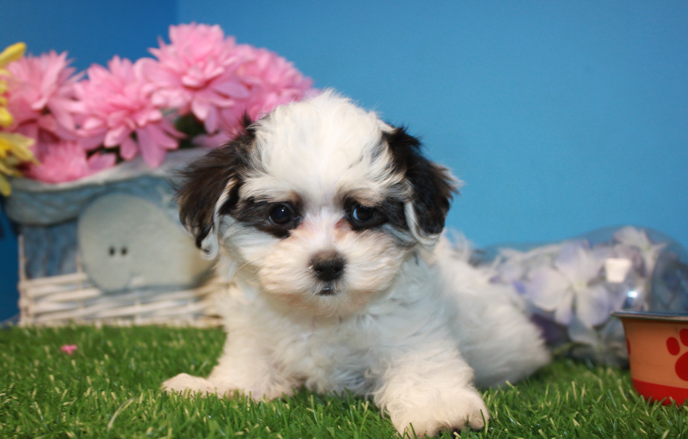 Morkie Puppies For Sale - Long Island Puppies