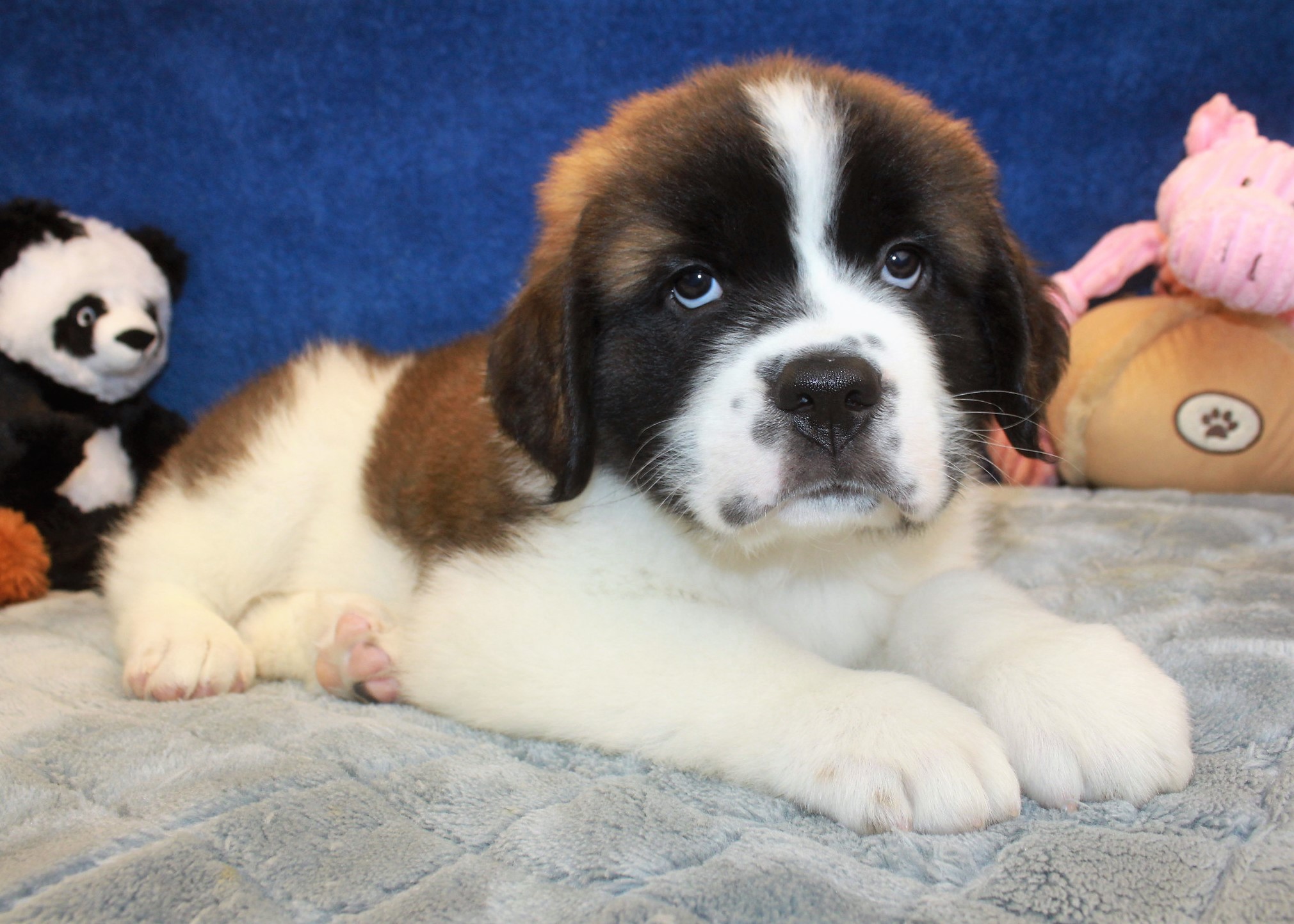 Saint Bernard Puppies For Sale - Long Island Puppies