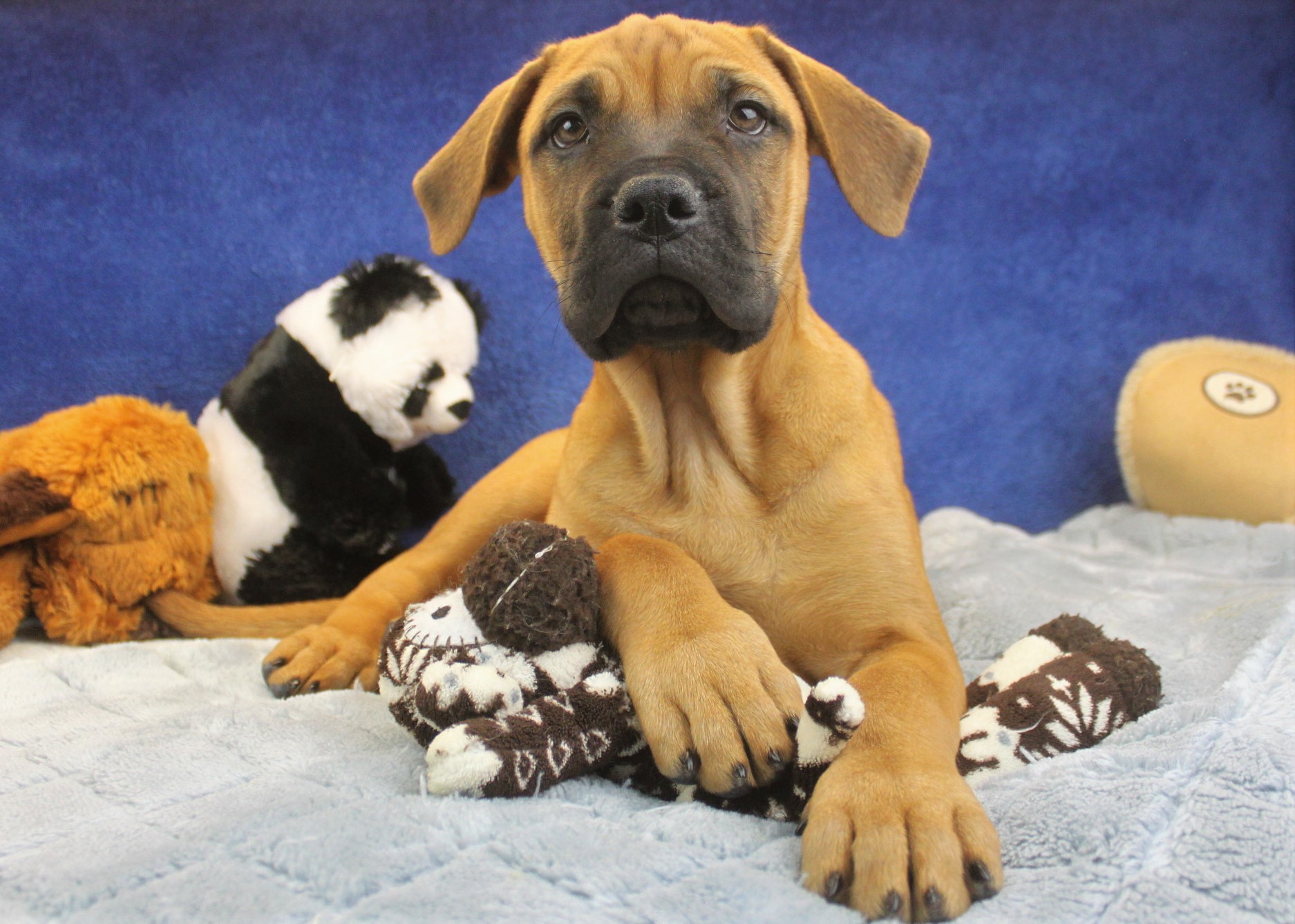 Bullmastiff Puppies For Sale - Long Island Puppies