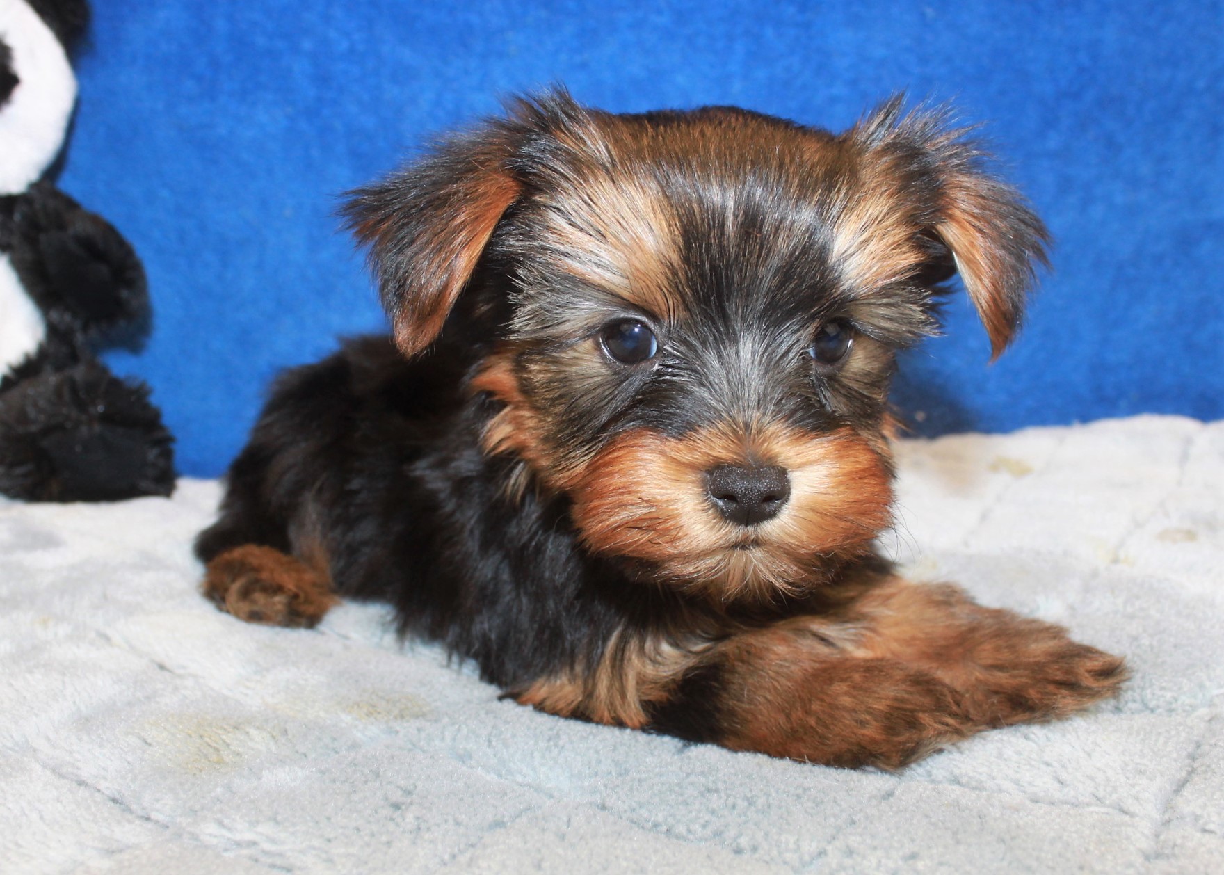 Yorkshire Terrier Puppies For Sale - Long Island Puppies