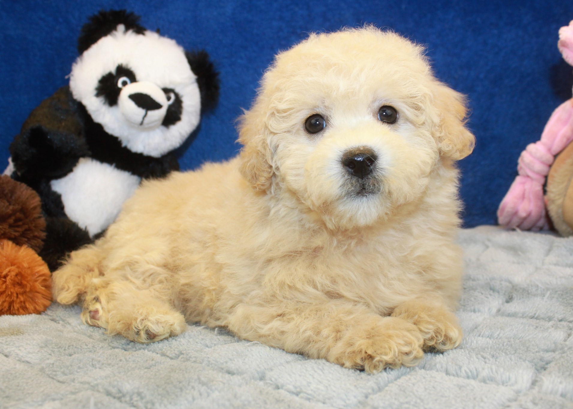 Malti Poo Puppies For Sale - Long Island Puppies