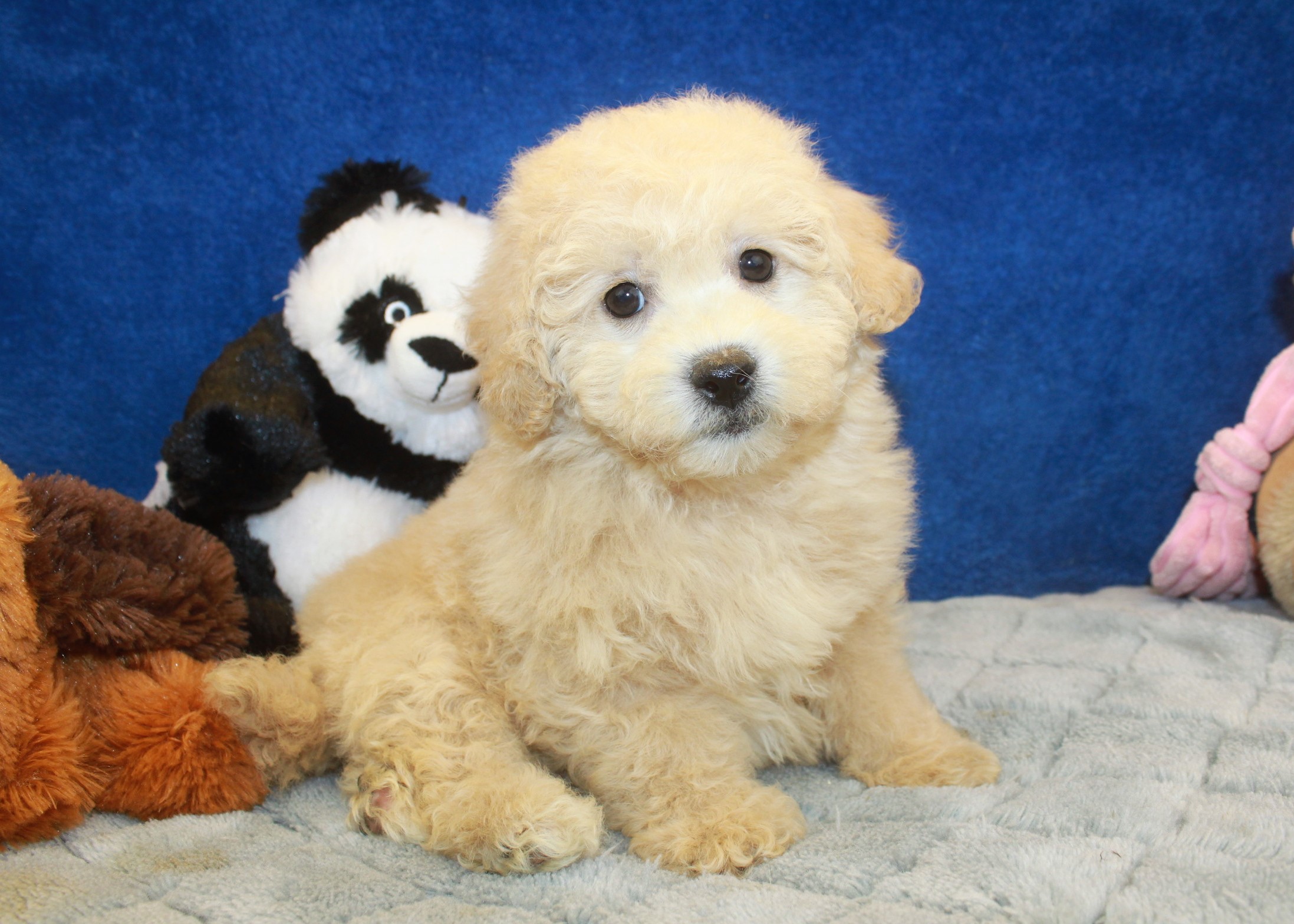 Malti Poo Puppies For Sale - Long Island Puppies