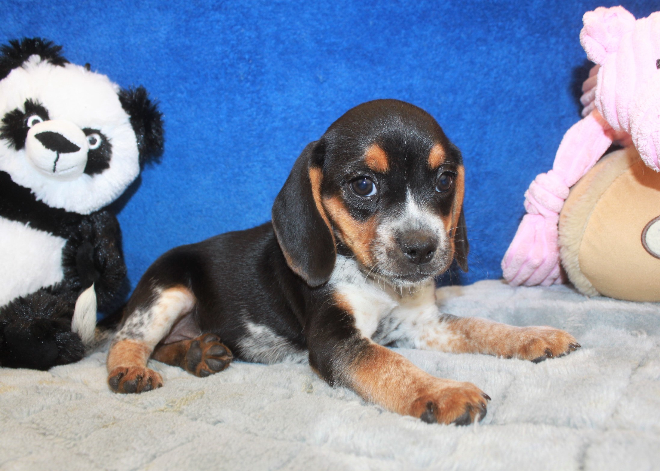 Beagle Puppies For Sale - Long Island Puppies