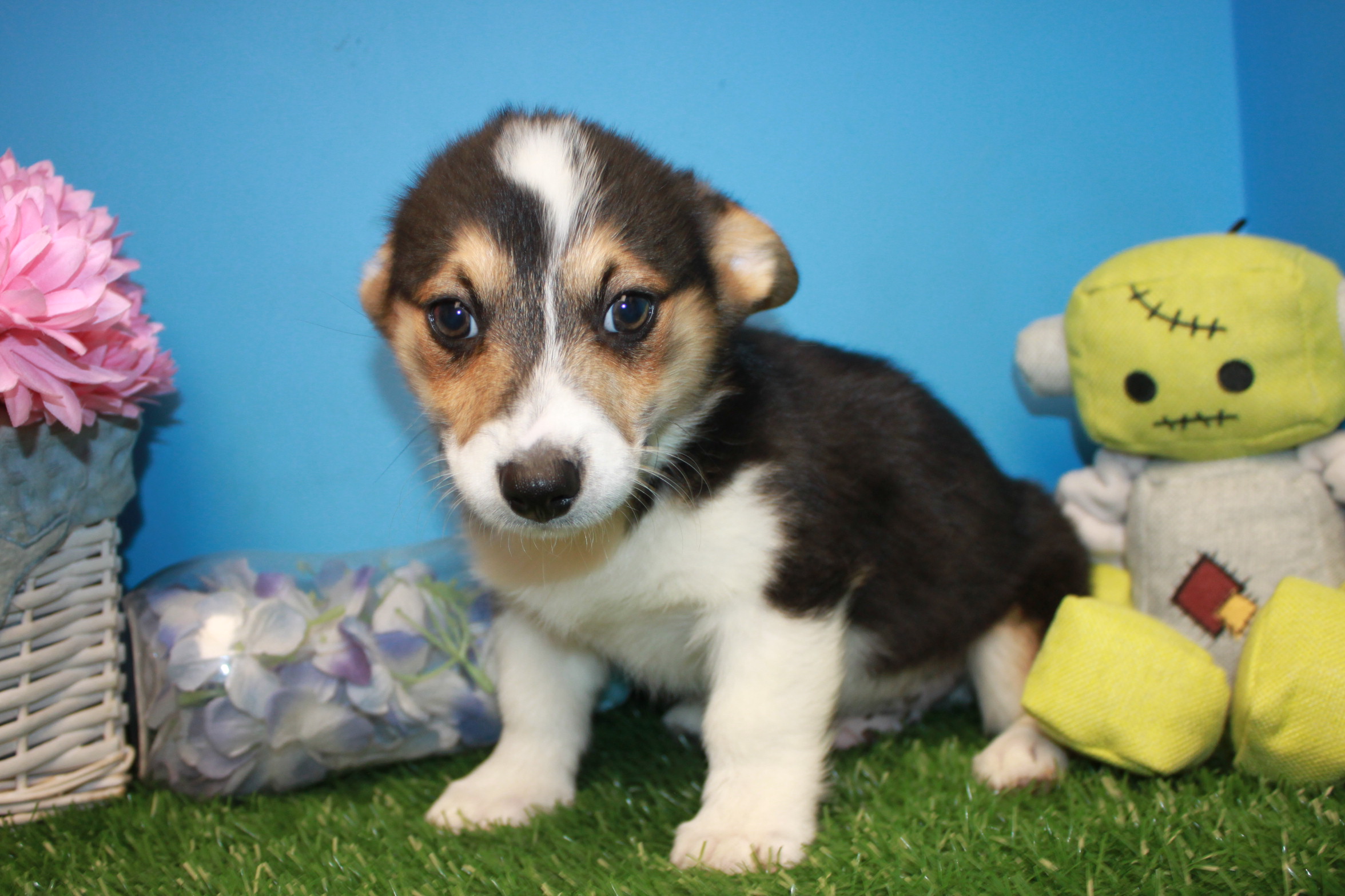 Pembroke Welsh Corgi Puppies For Sale - Long Island Puppies