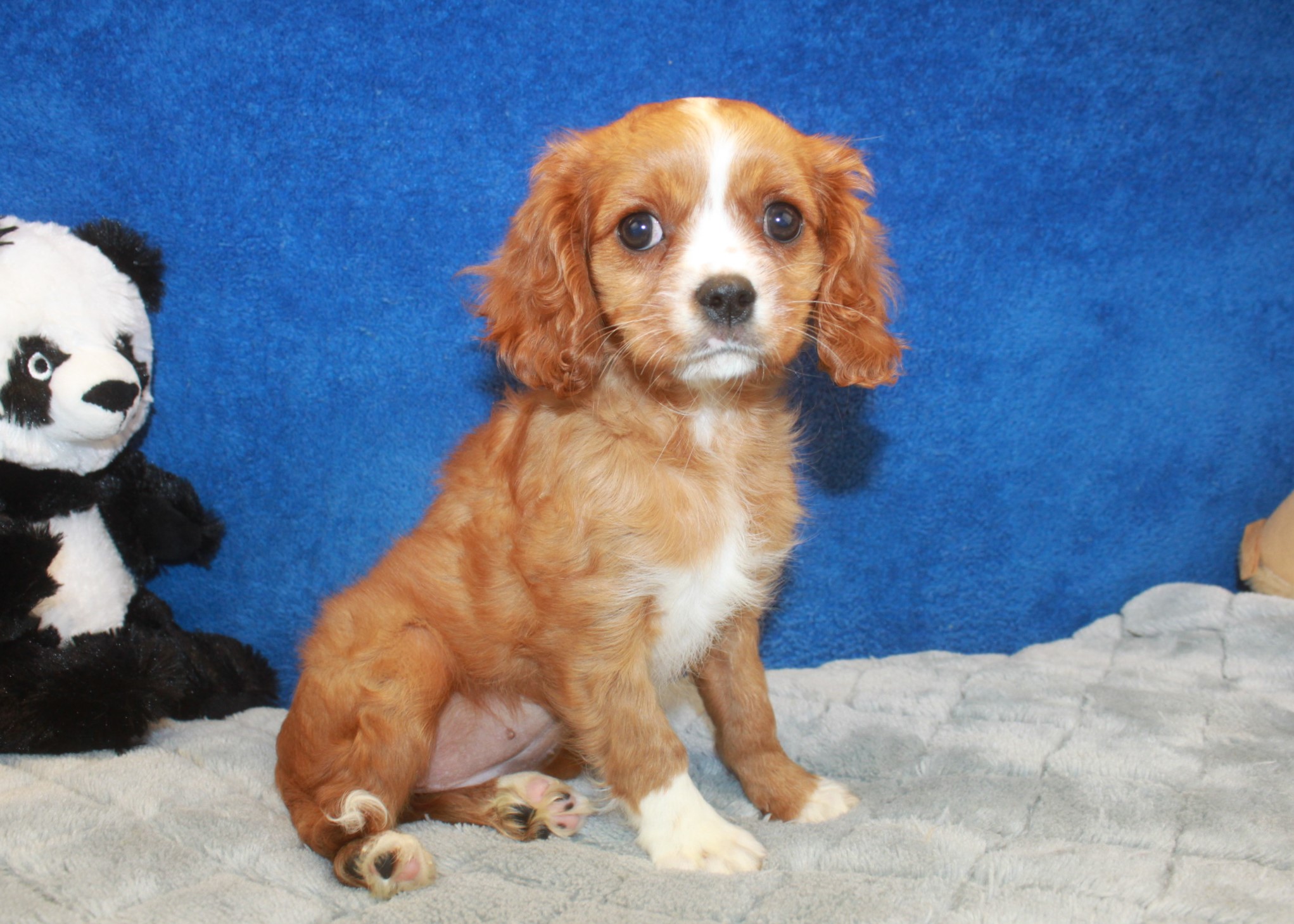 Cavalier King Charles Spaniel Puppies For Sale - Long Island Puppies