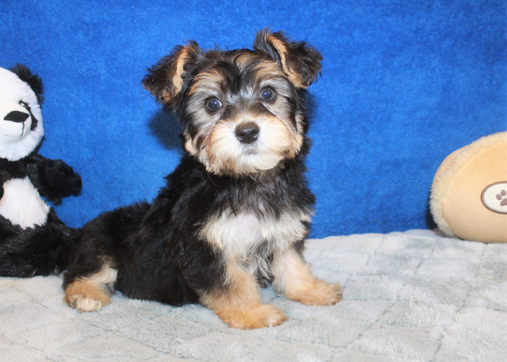 Yo-Chon Puppies For Sale - Long Island Puppies