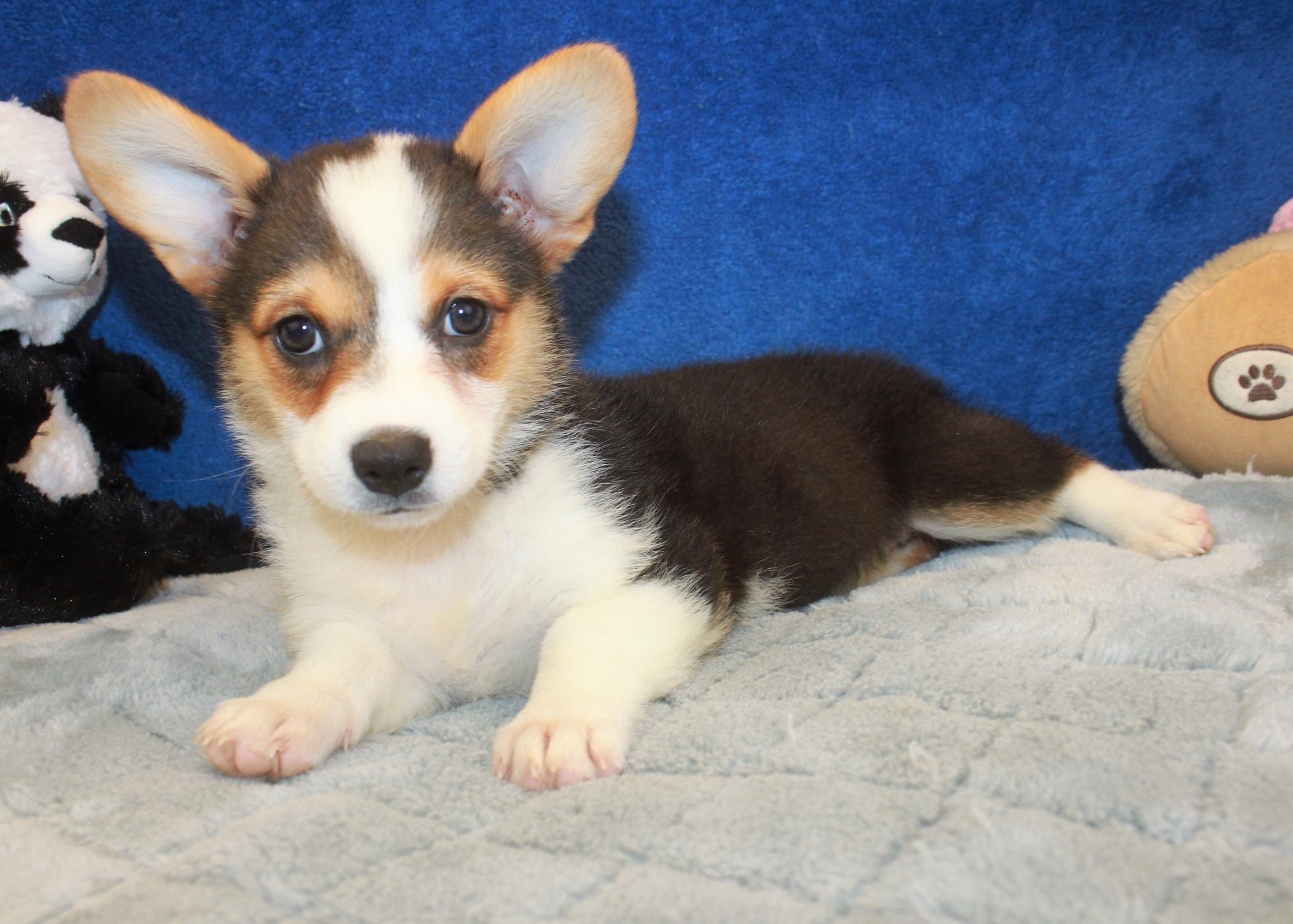 Pembroke Welsh Corgi Puppies For Sale - Long Island Puppies