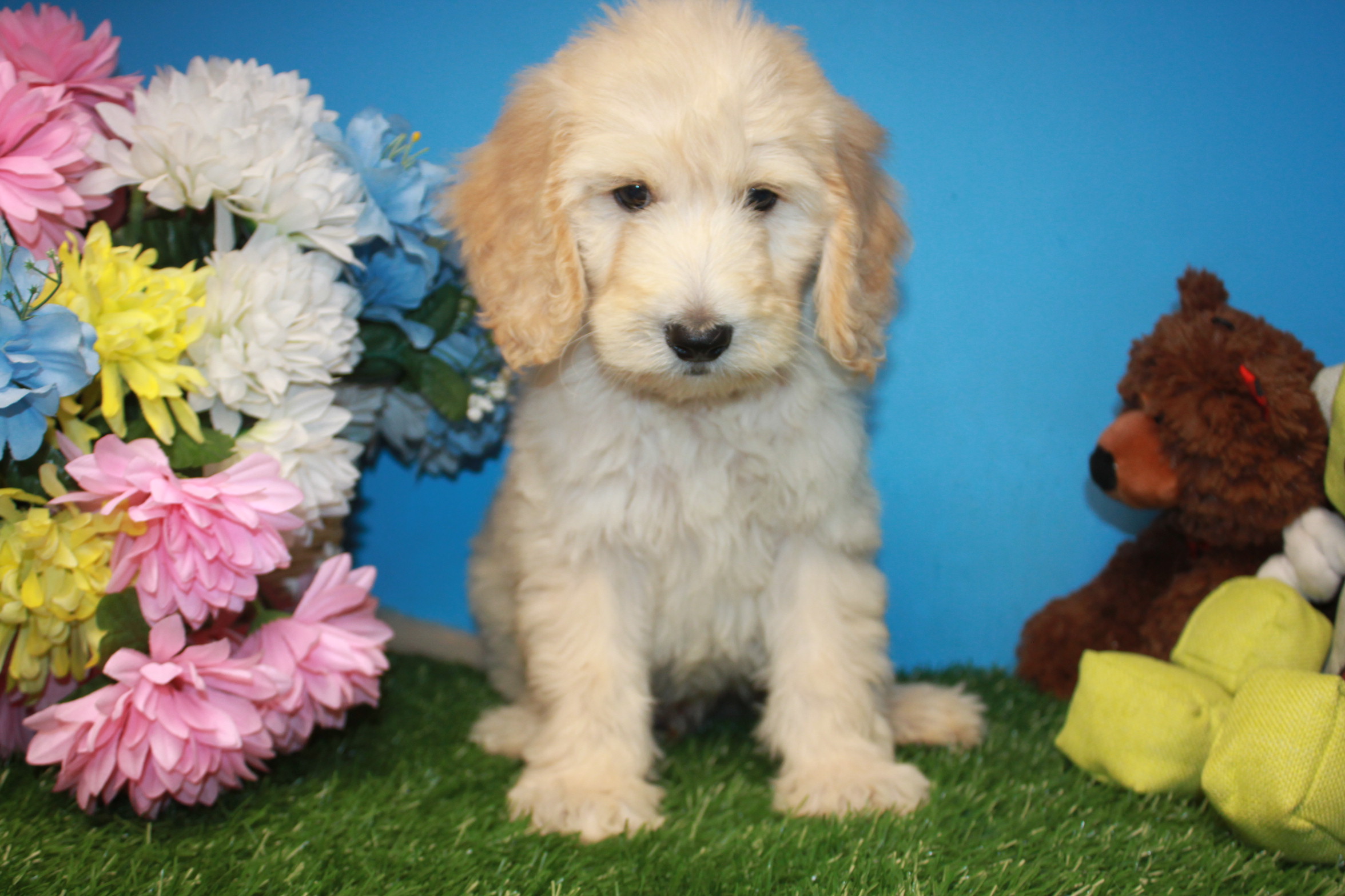 Goldendoodle Puppies For Sale Long Island Puppies