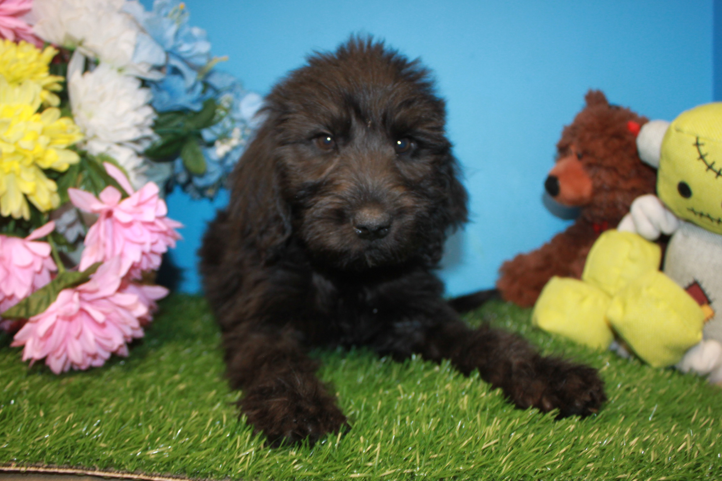 Labradoodle Puppies For Sale - Long Island Puppies