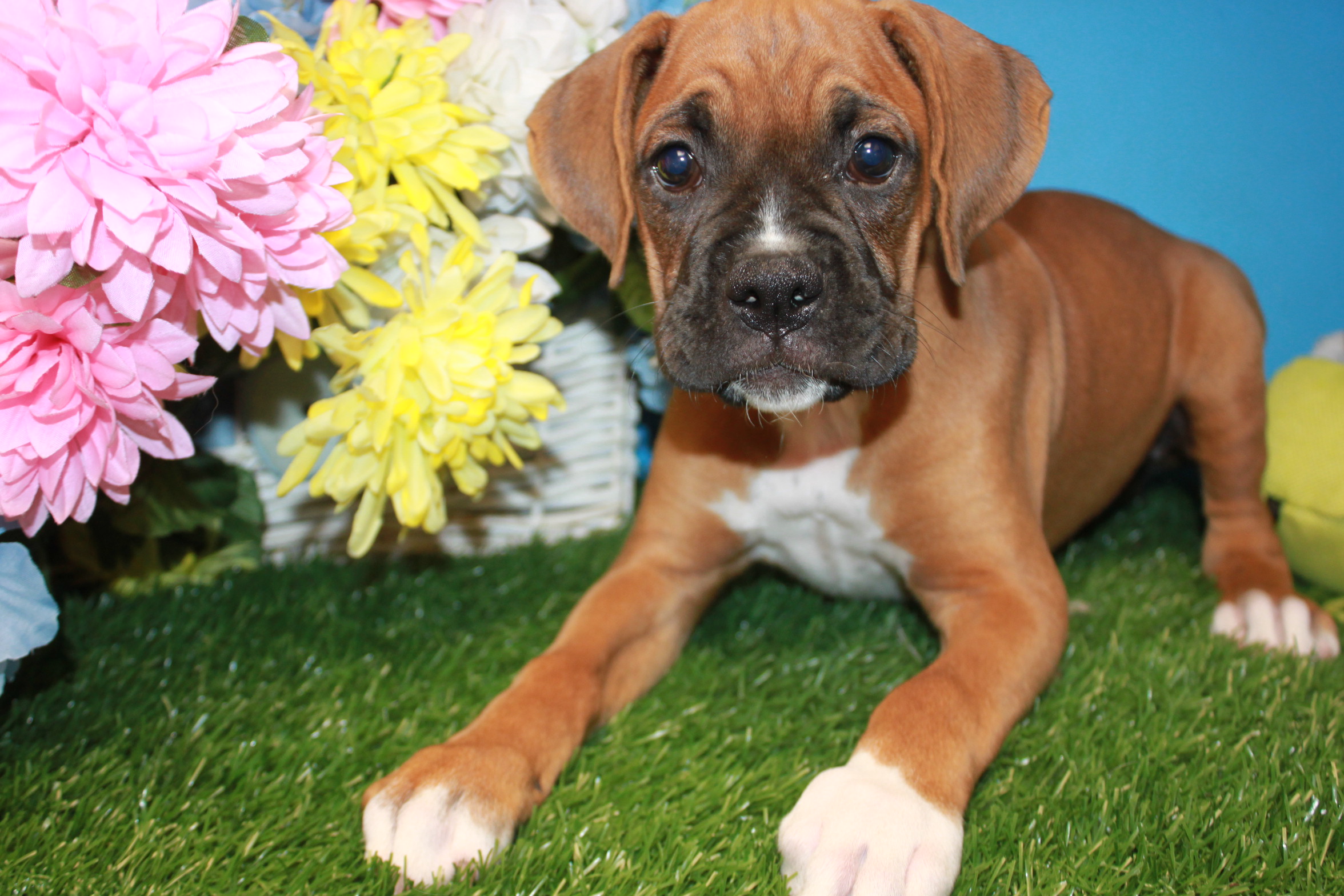 Boxer Puppies For Sale Long Island Puppies