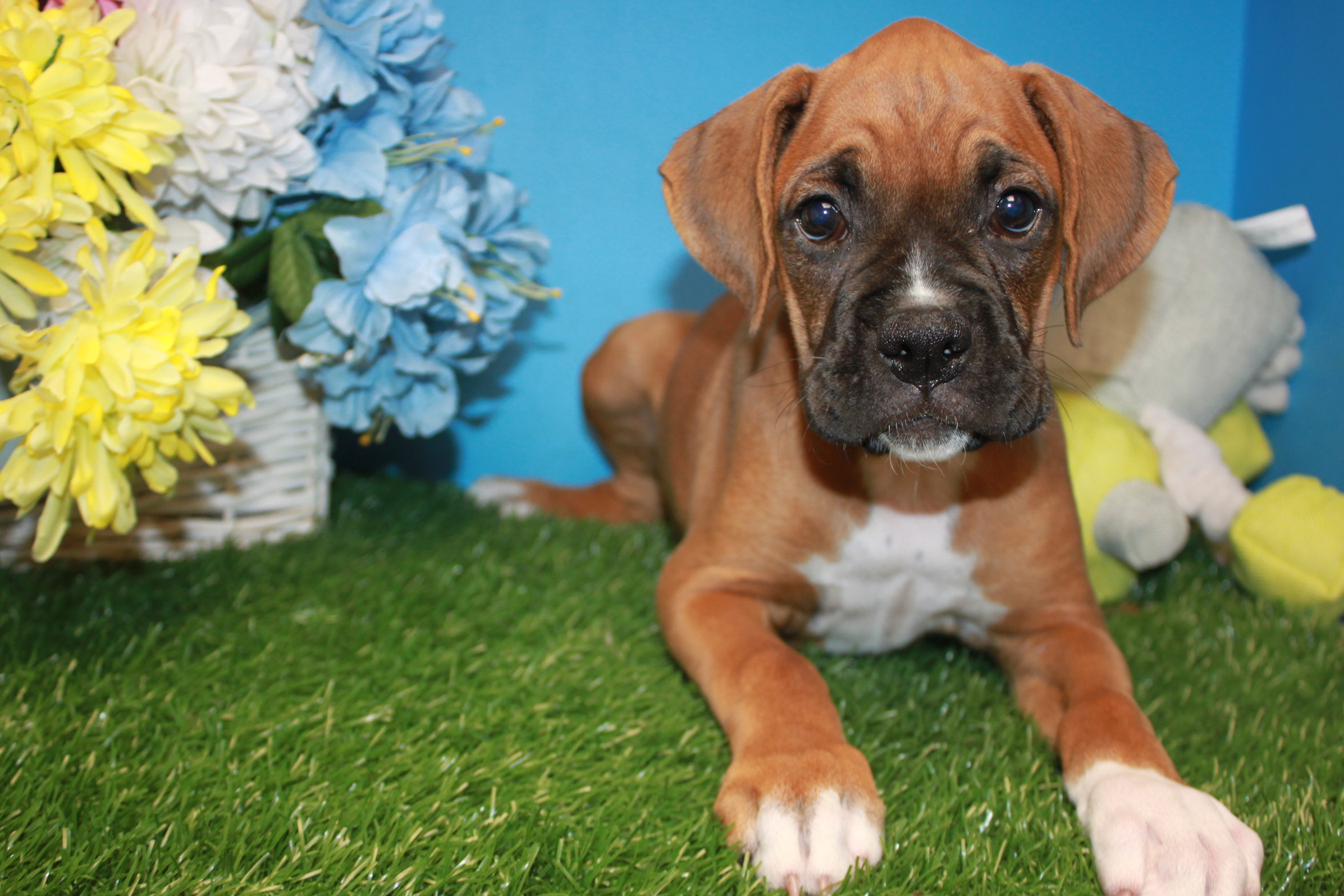 Boxer Puppies For Sale Long Island Puppies