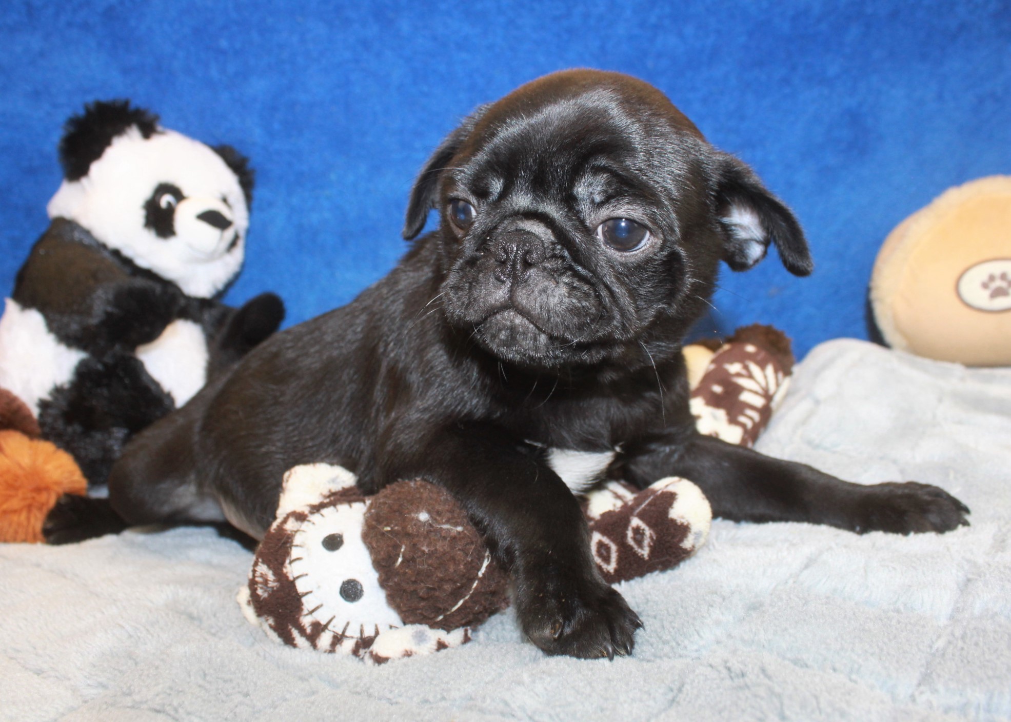 Pug Puppies For Sale - Long Island Puppies